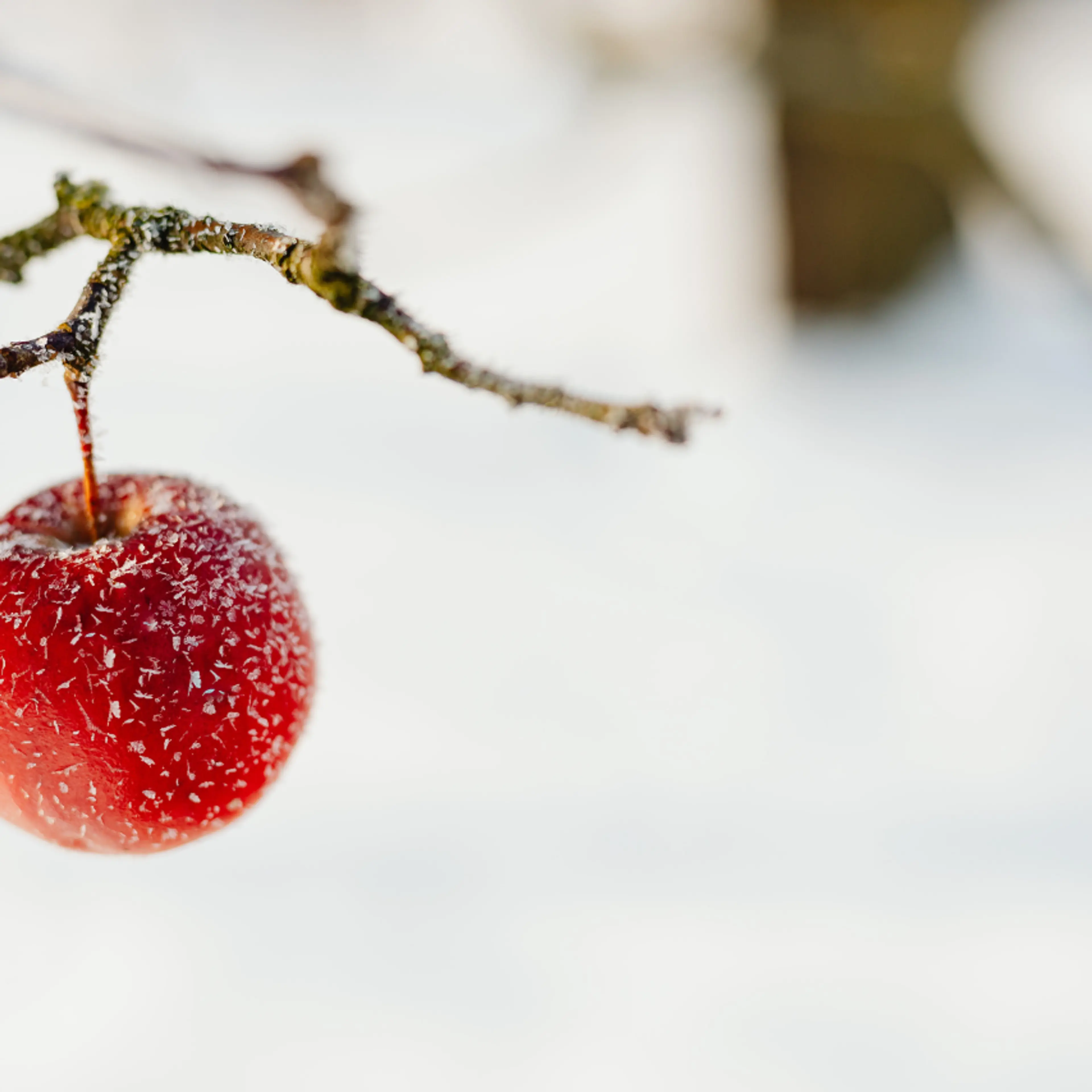 Fruta congelada en árbol
