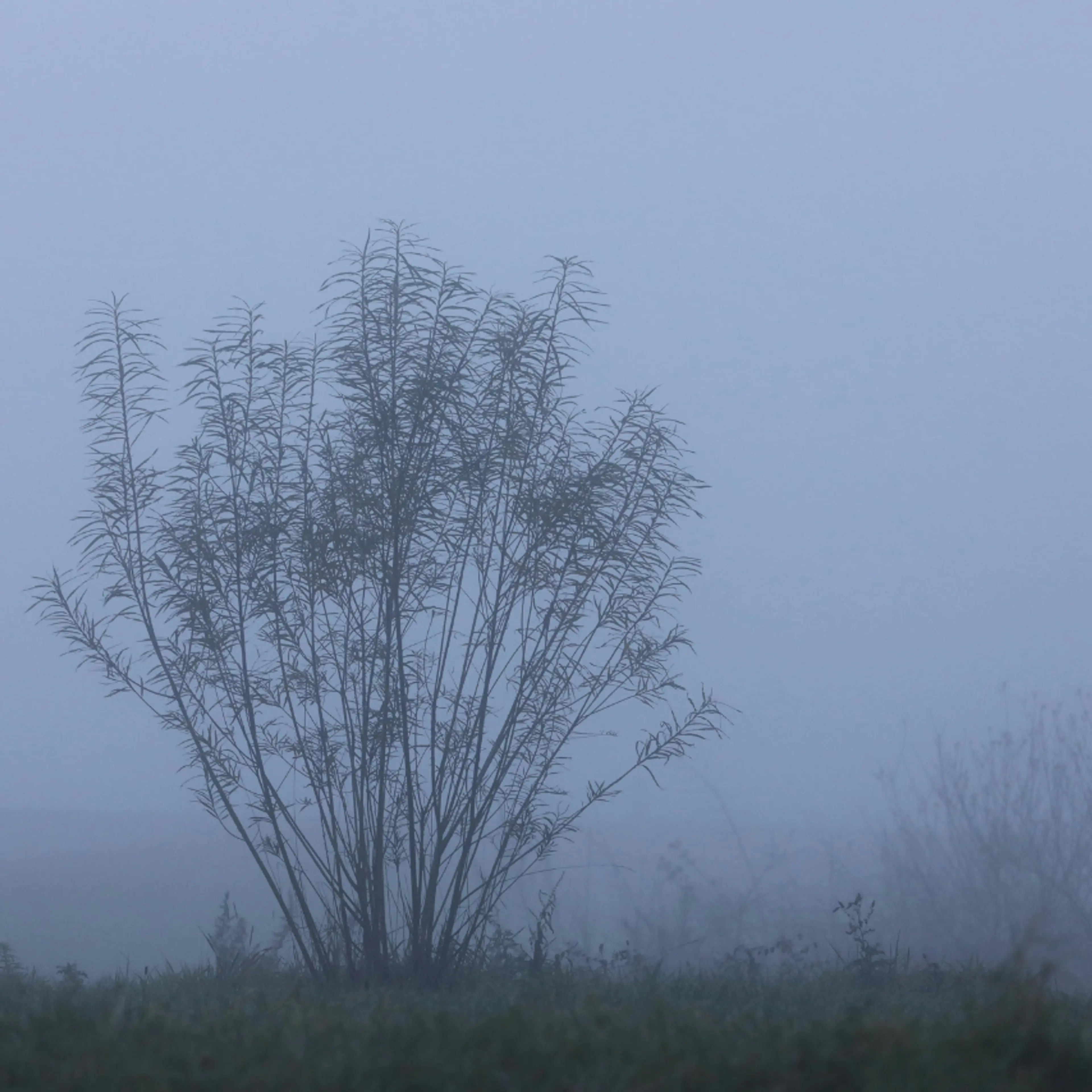 Qué es el Blue Monday