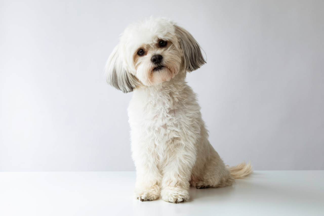 La vida con animales de compañía, una tendencia que crece en México