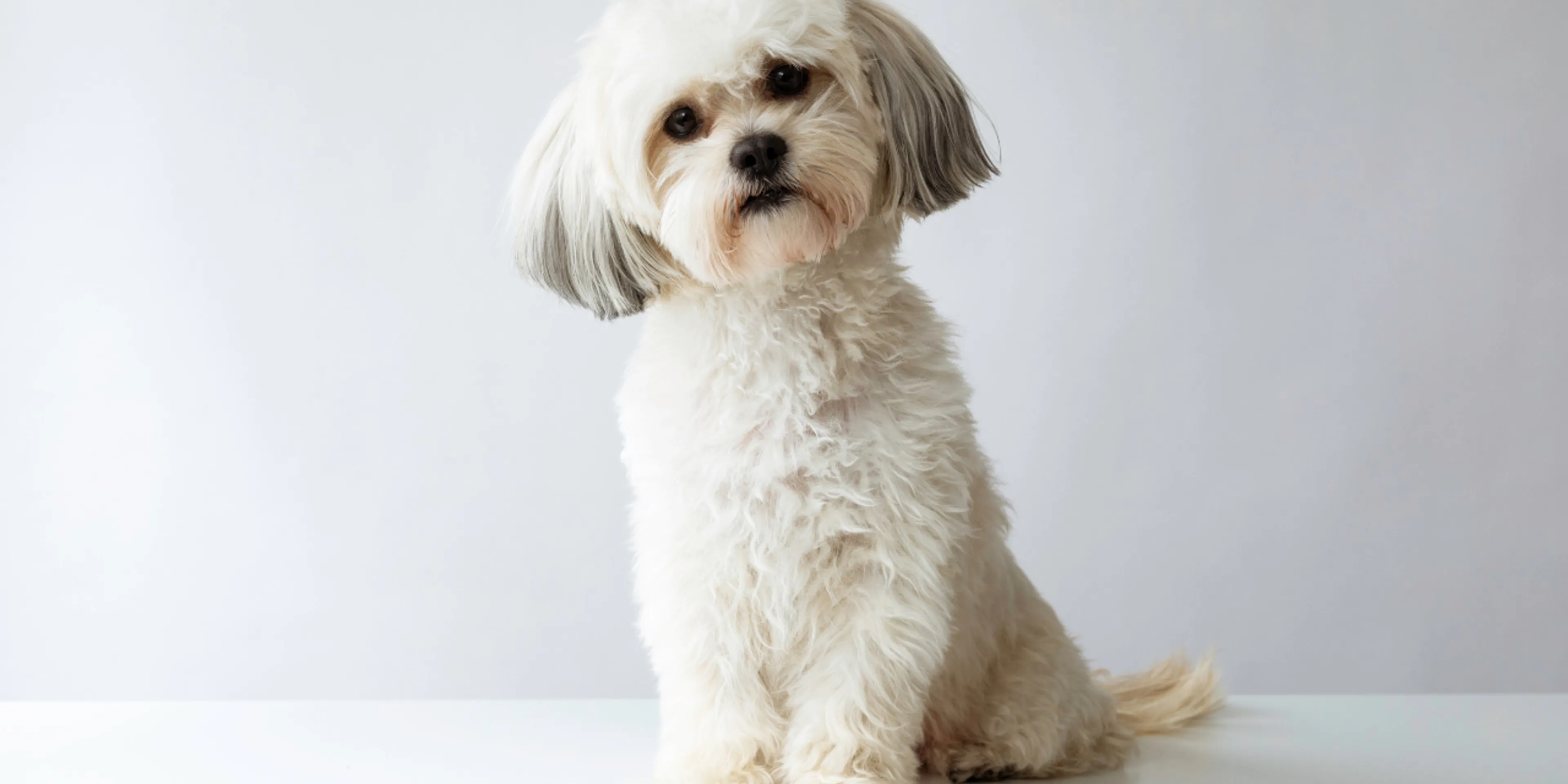 La vida con animales de compañía, una tendencia que crece en México