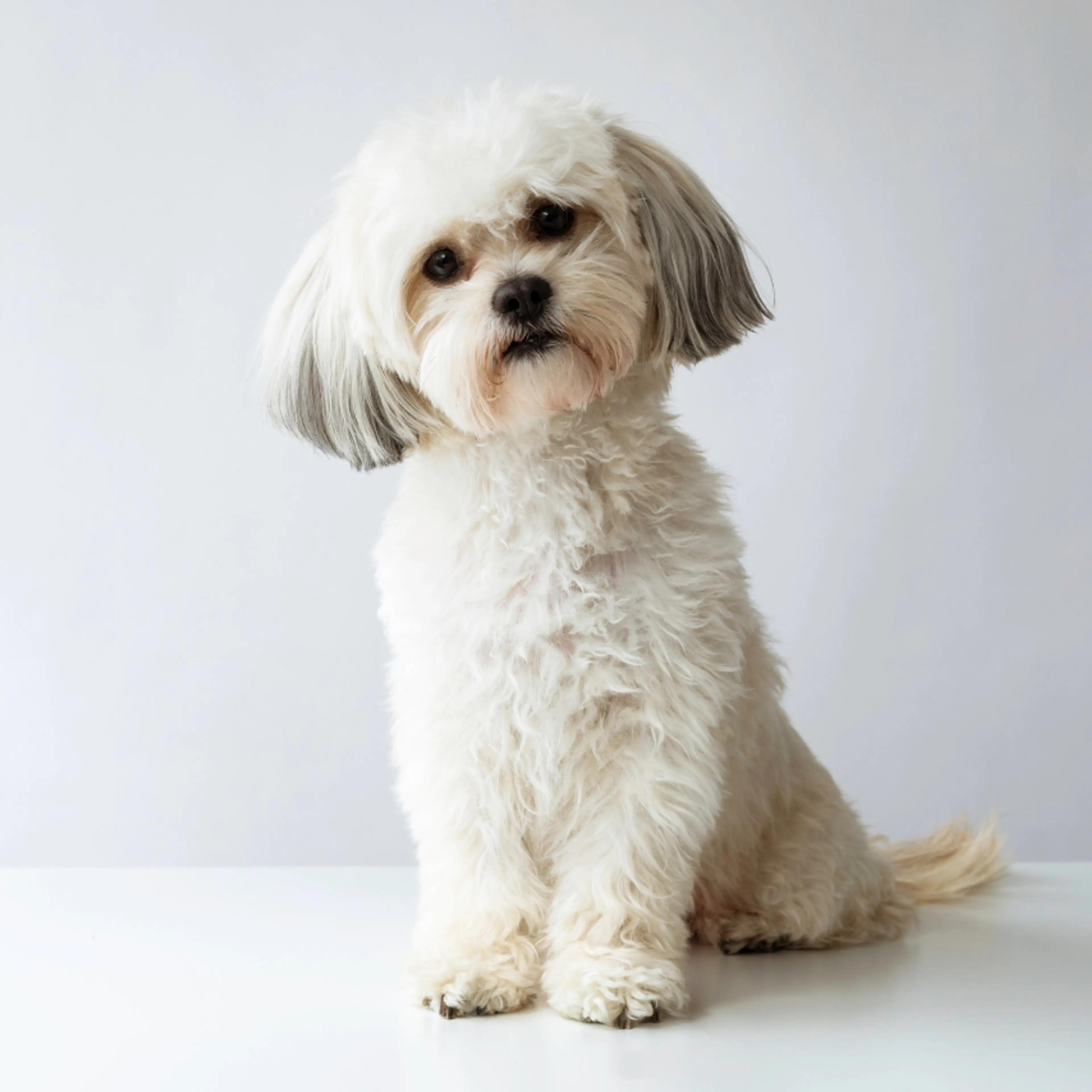 La vida con animales de compañía, una tendencia que crece en México