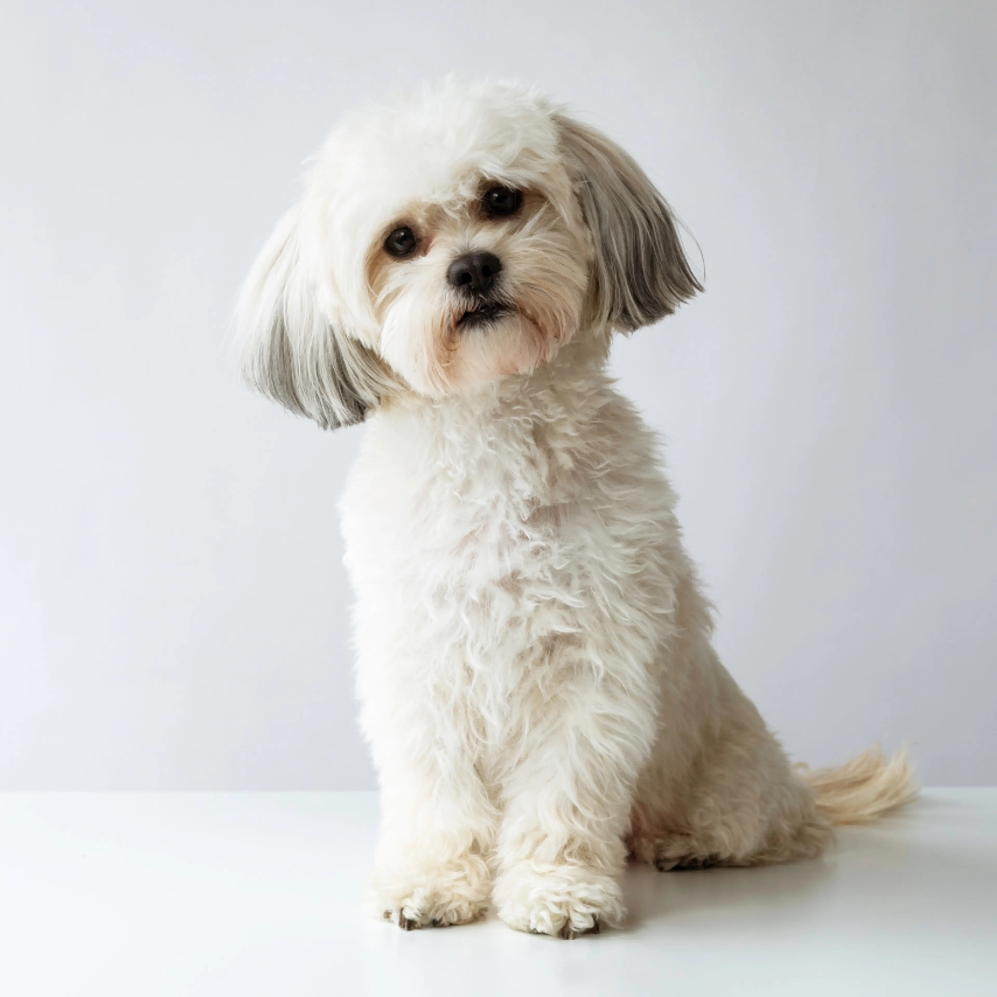 La vida con animales de compañía, una tendencia que crece en México