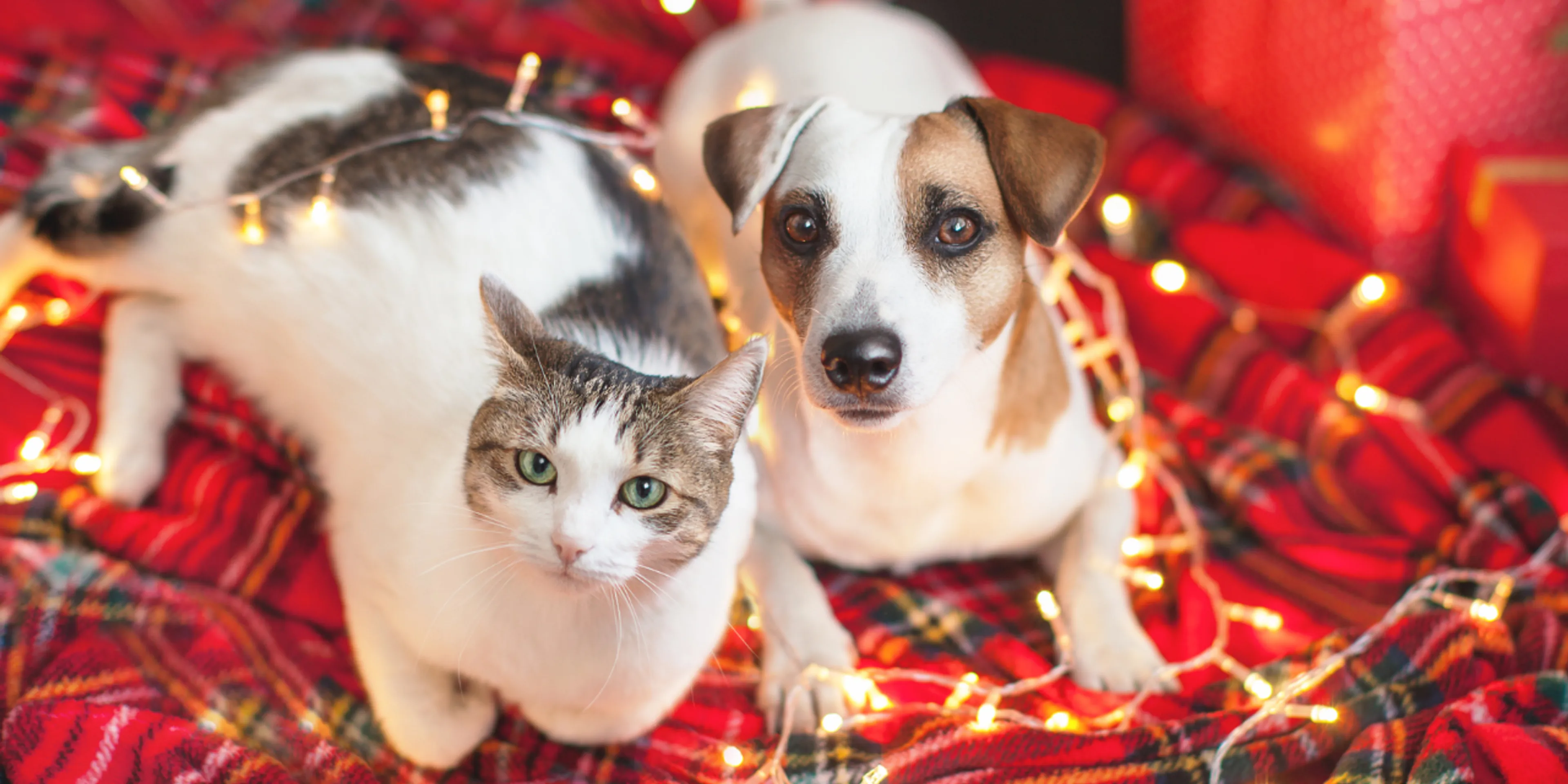Protección para perros y gatos del frío