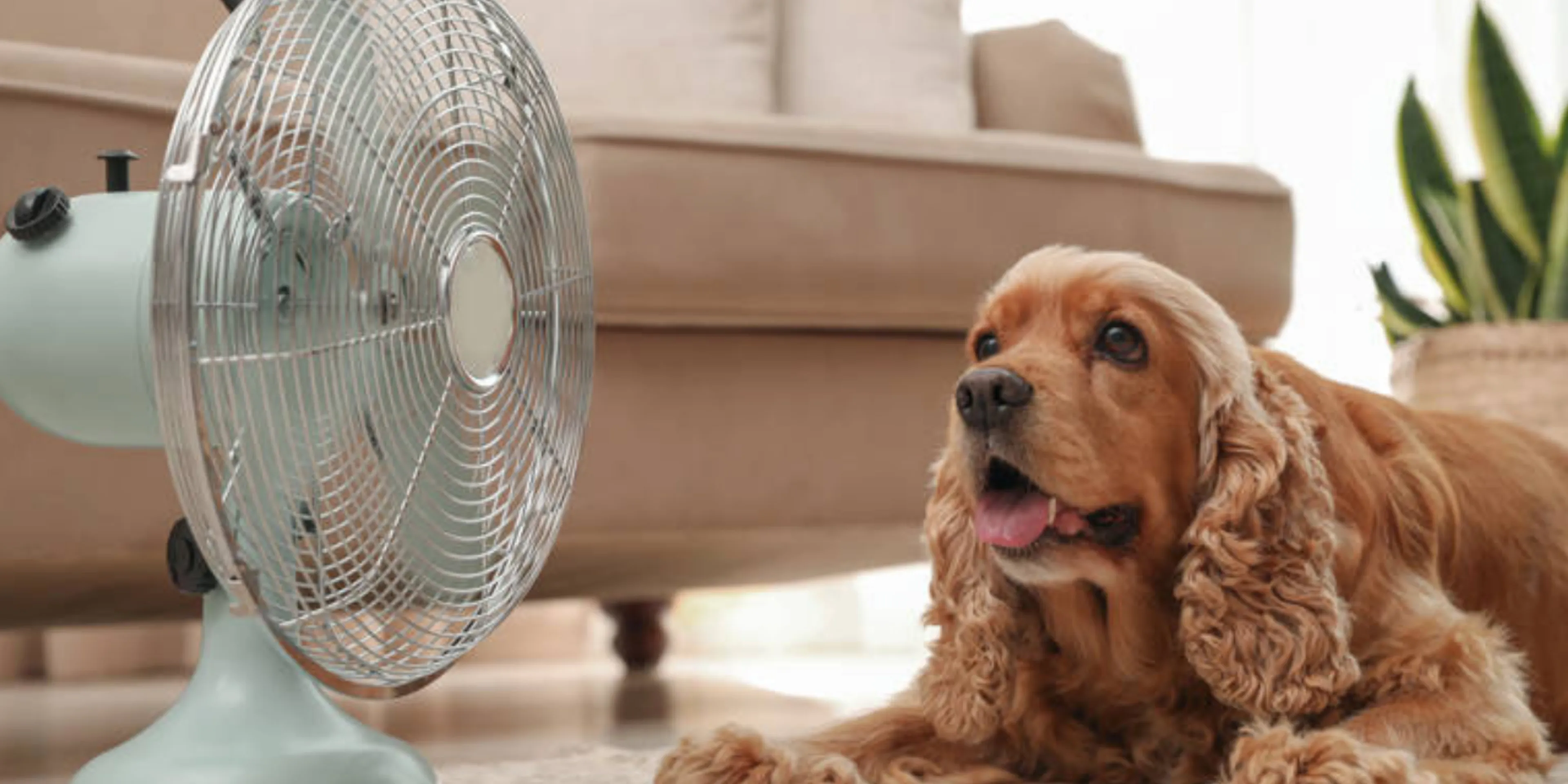 Cómo evitar que sus patas se quemen con el asfalto