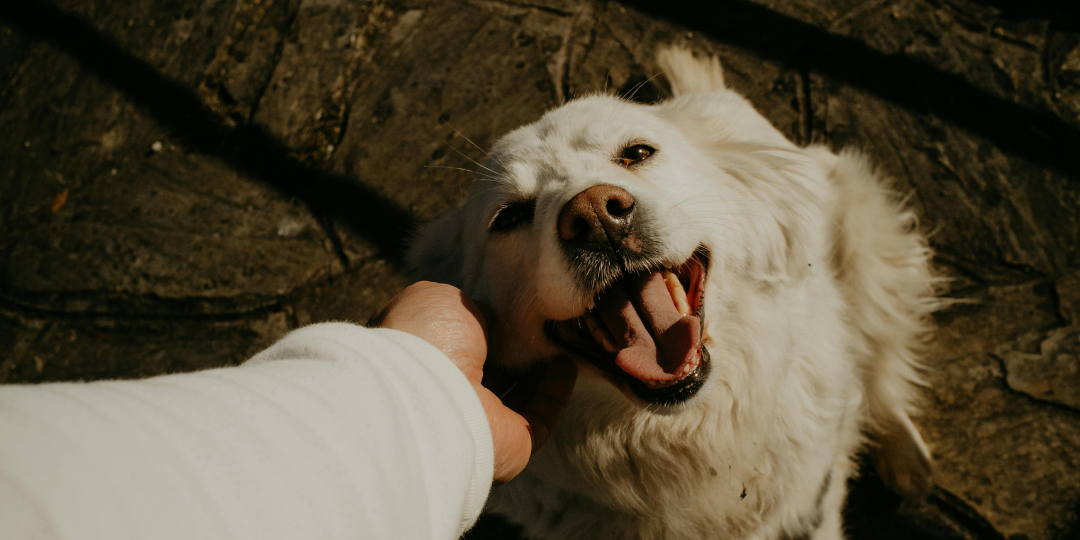 Labrador