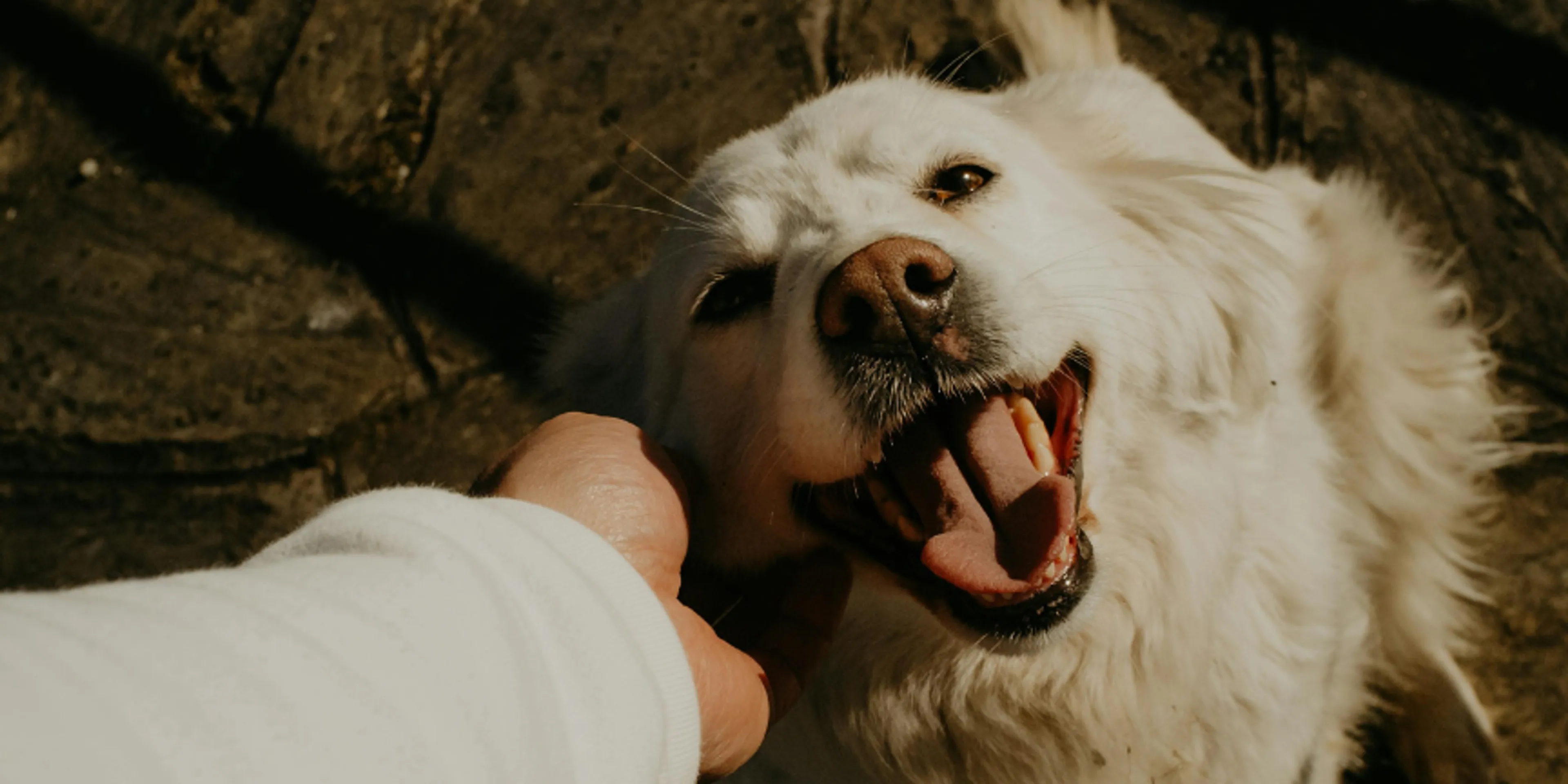 Labrador