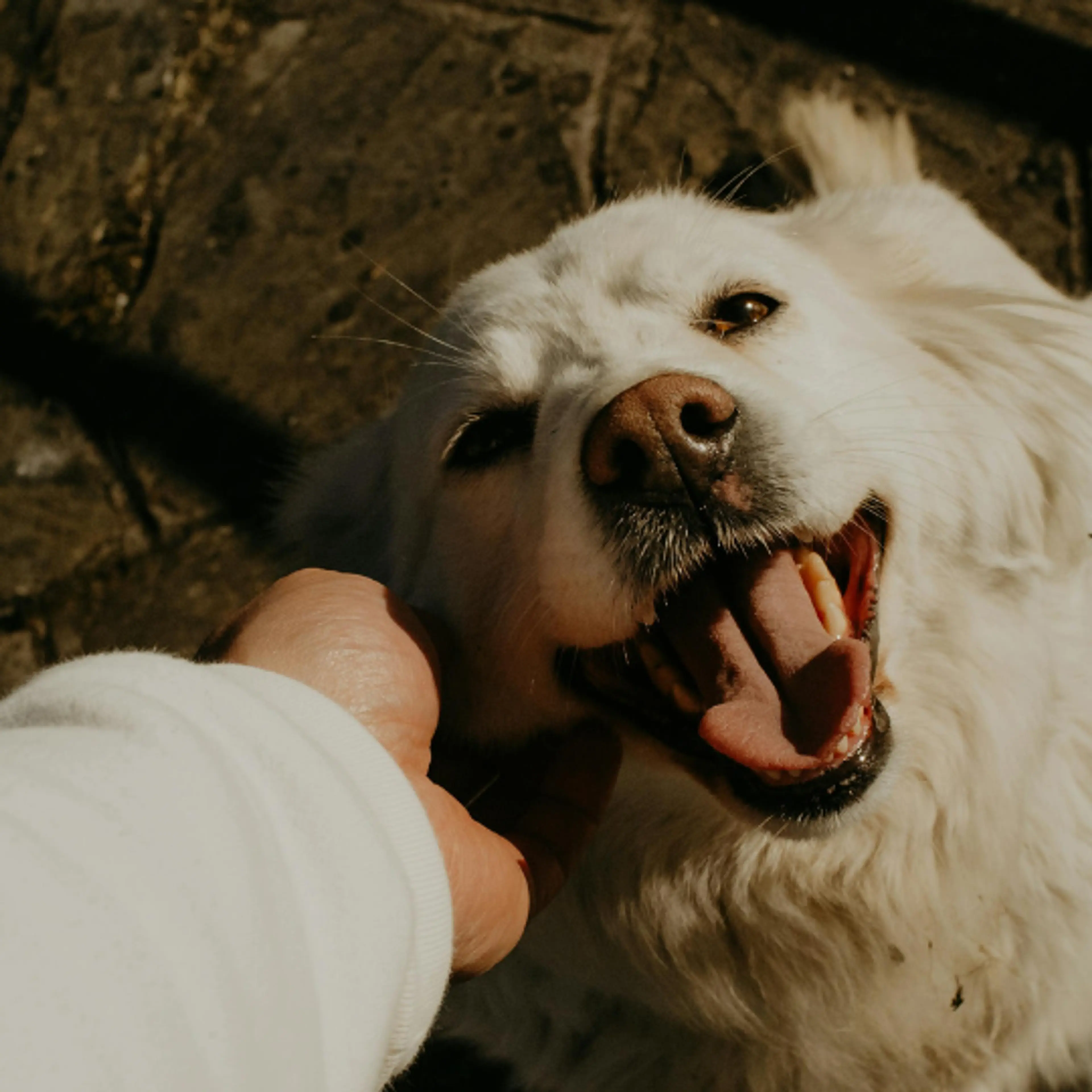 Labrador