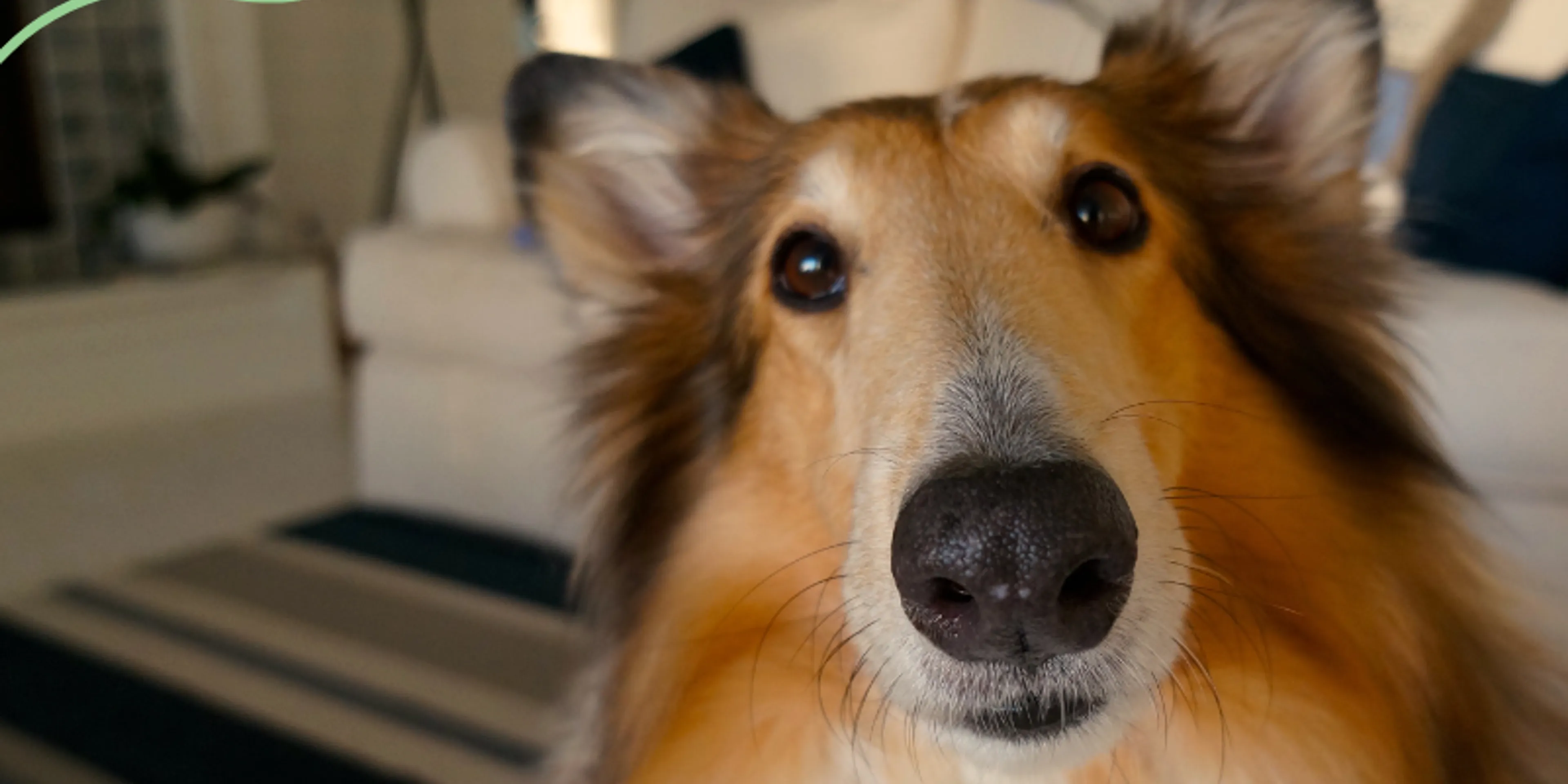 Cómo Dejar Solo a Tu Perro en Casa: Consejos y Estrategias Efectivas