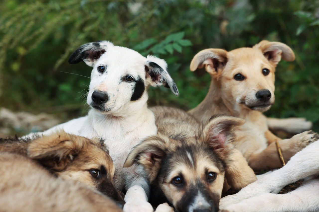 Síndrome del arca de Noé: El lado invisible del amor por los animales