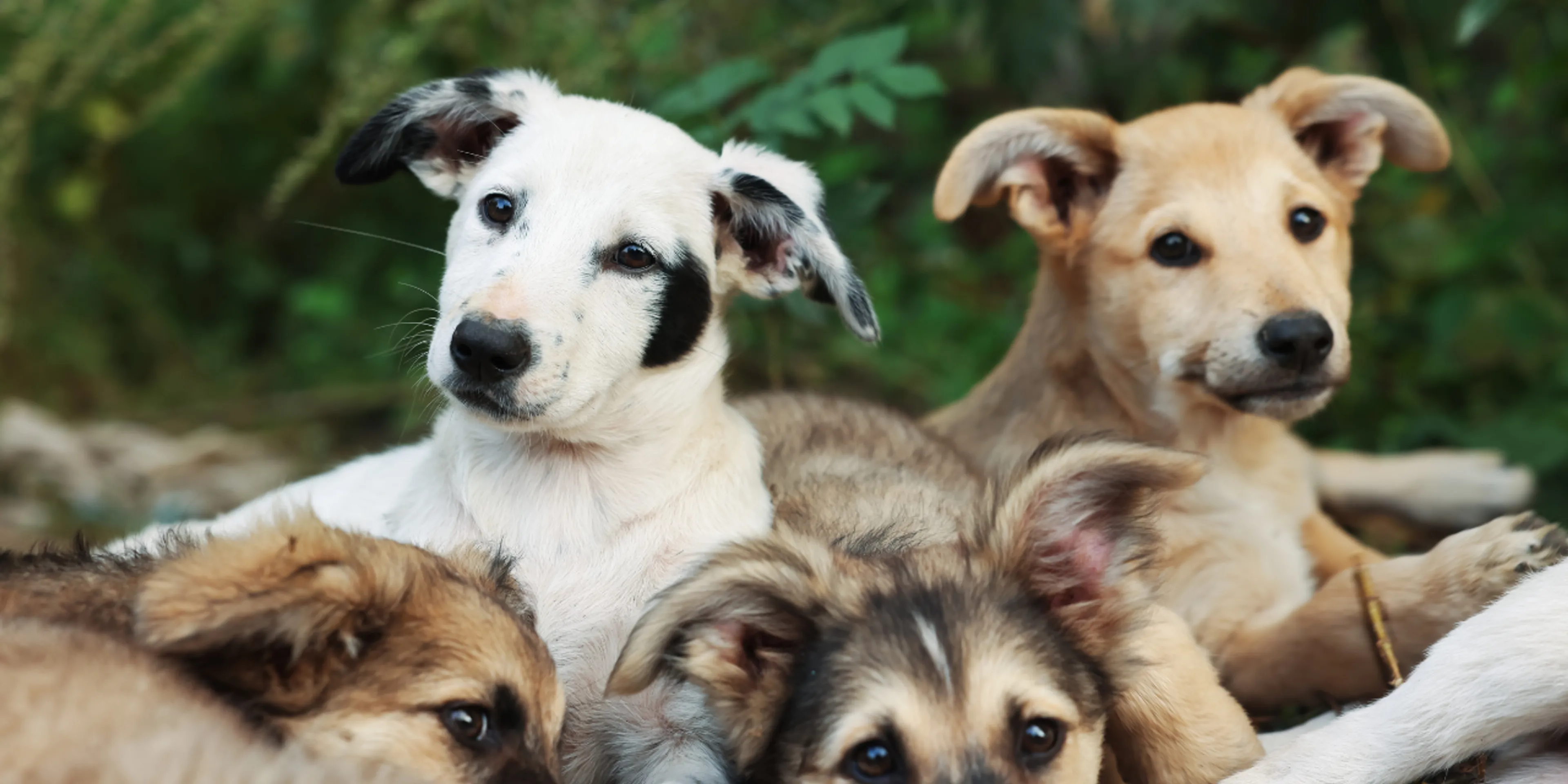 Síndrome del arca de Noé: El lado invisible del amor por los animales