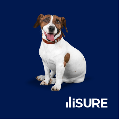 Imagen de perro y gato invitando a asegurar a tus mascotas con iSure por medio de Soy+