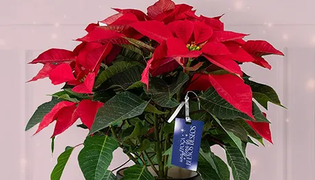 carousel enviaflores 2