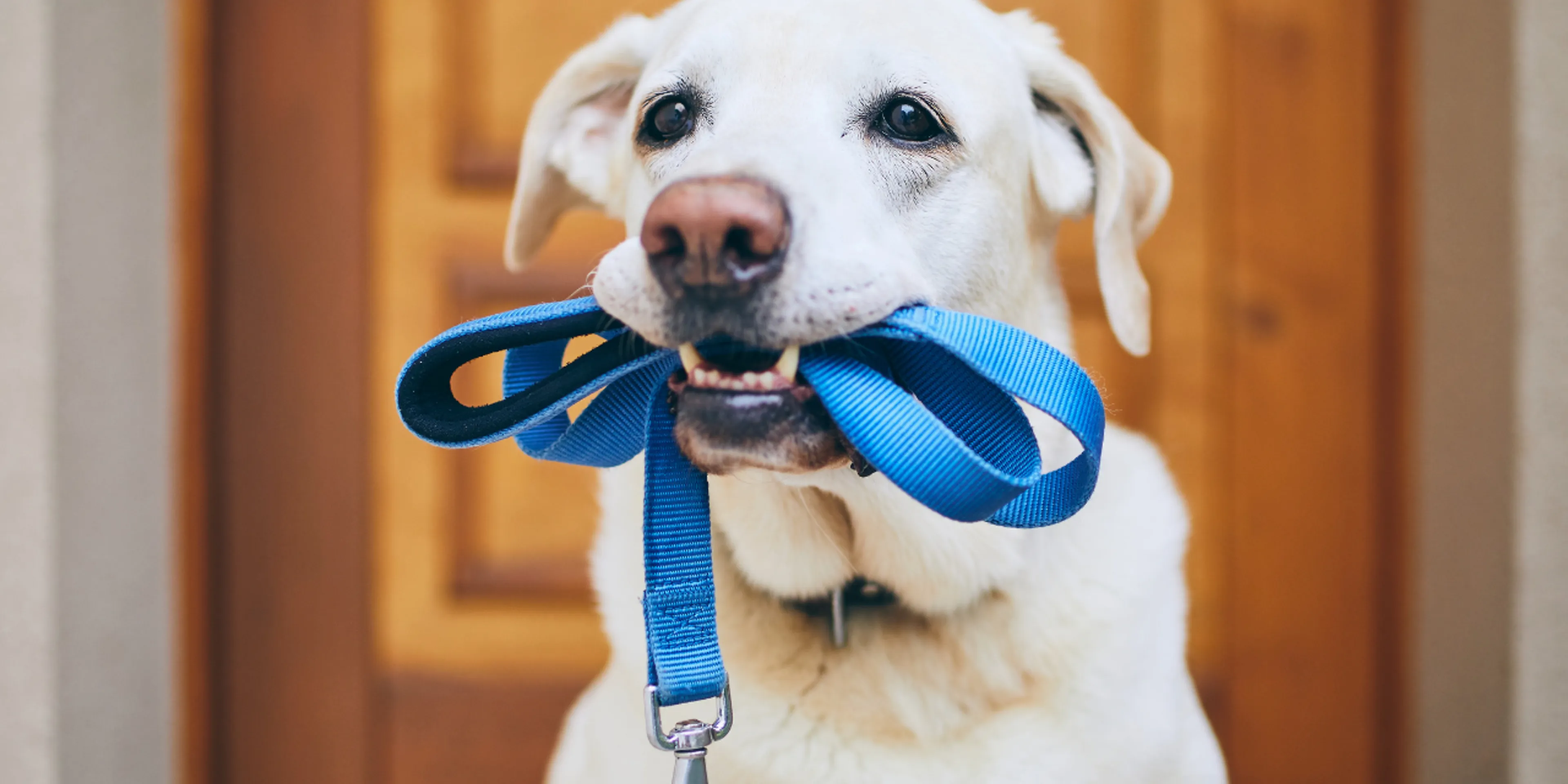 Pasear al perro reduce el riesgo de caídas en adultos mayores de 50 años