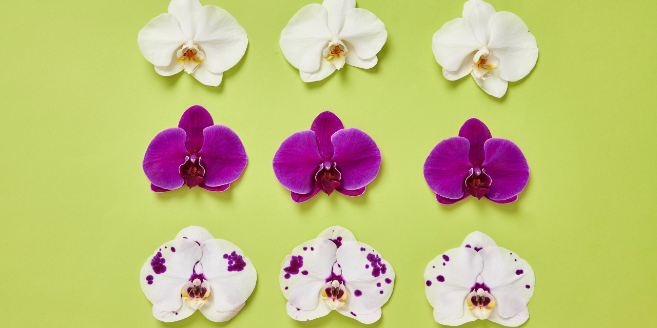 Orquideas herencia