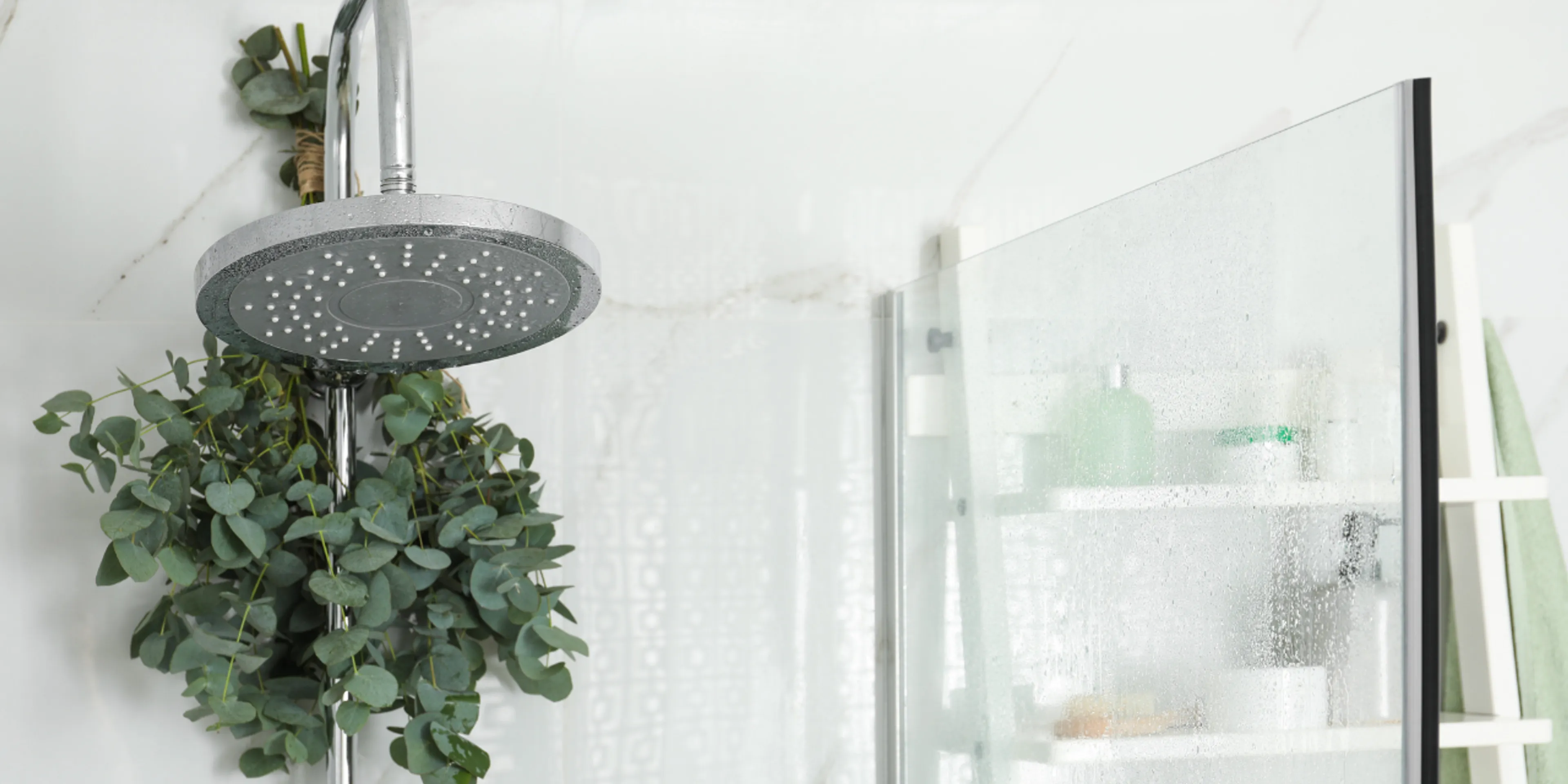 Eucalipto en la regadera