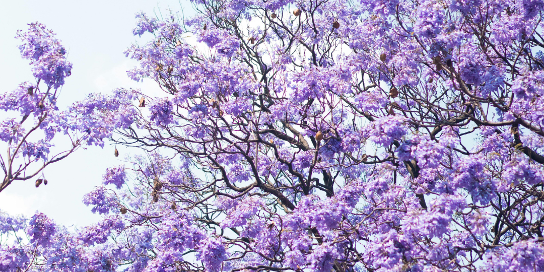Jacarandas CDMX