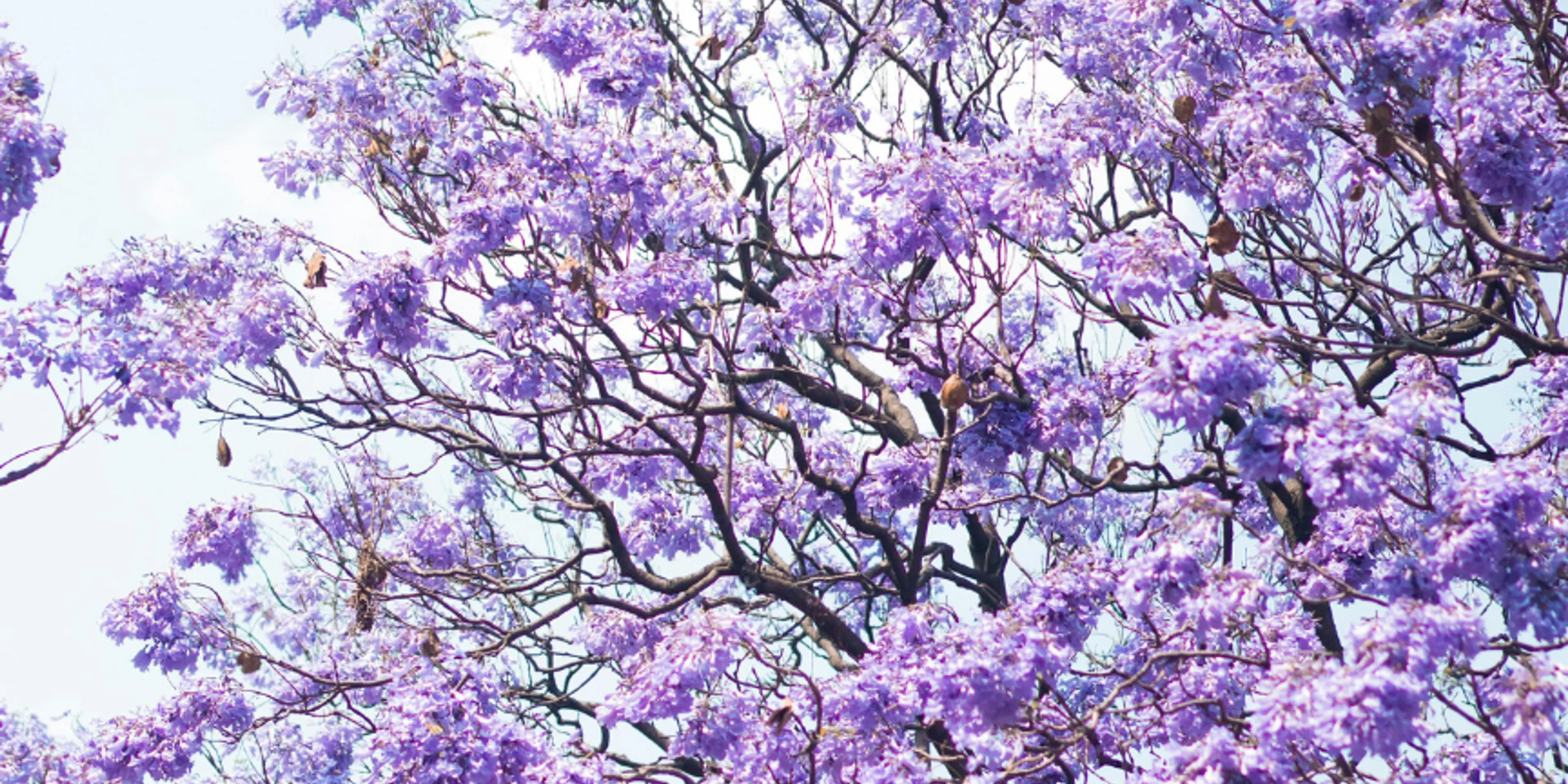 Jacarandas CDMX