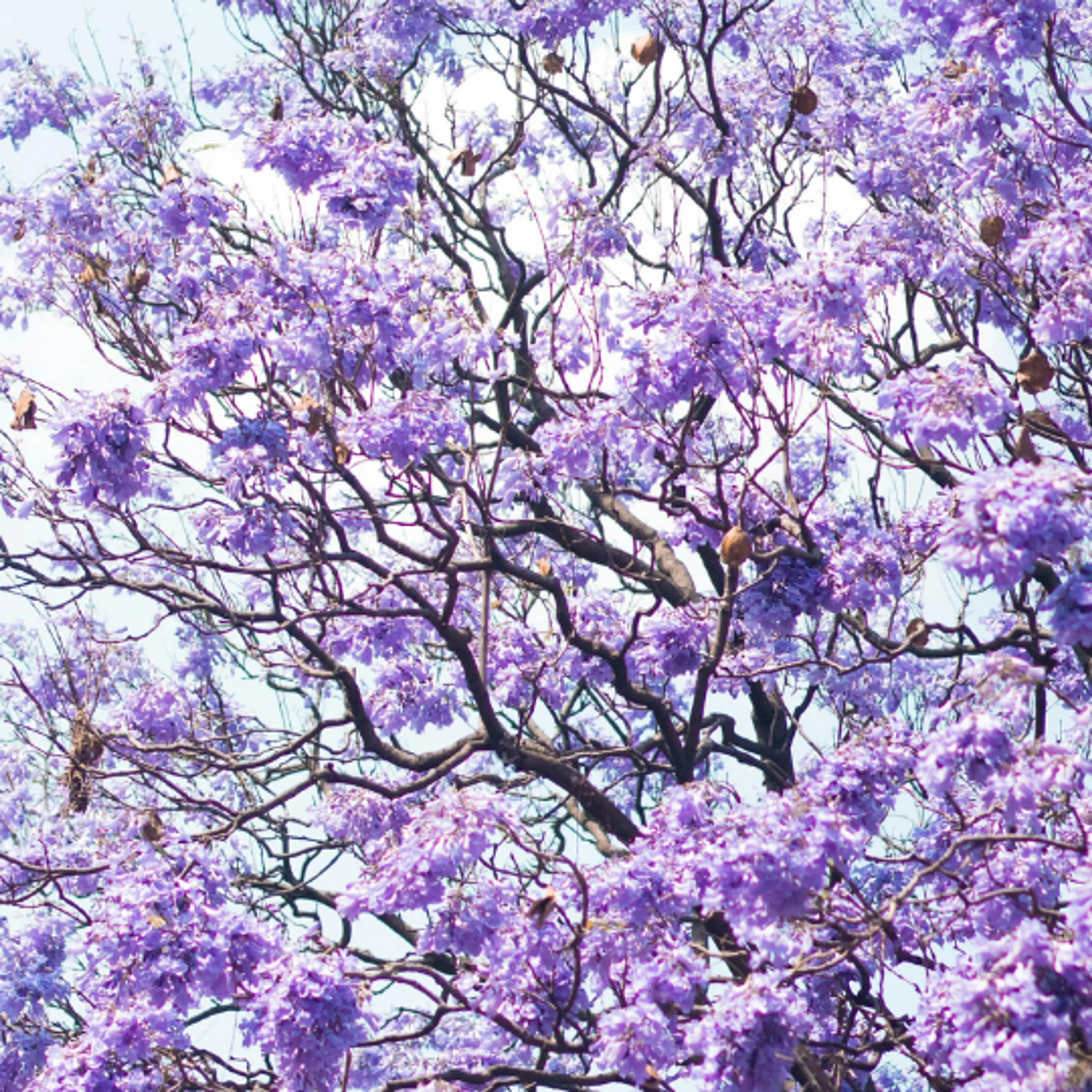 Jacarandas CDMX