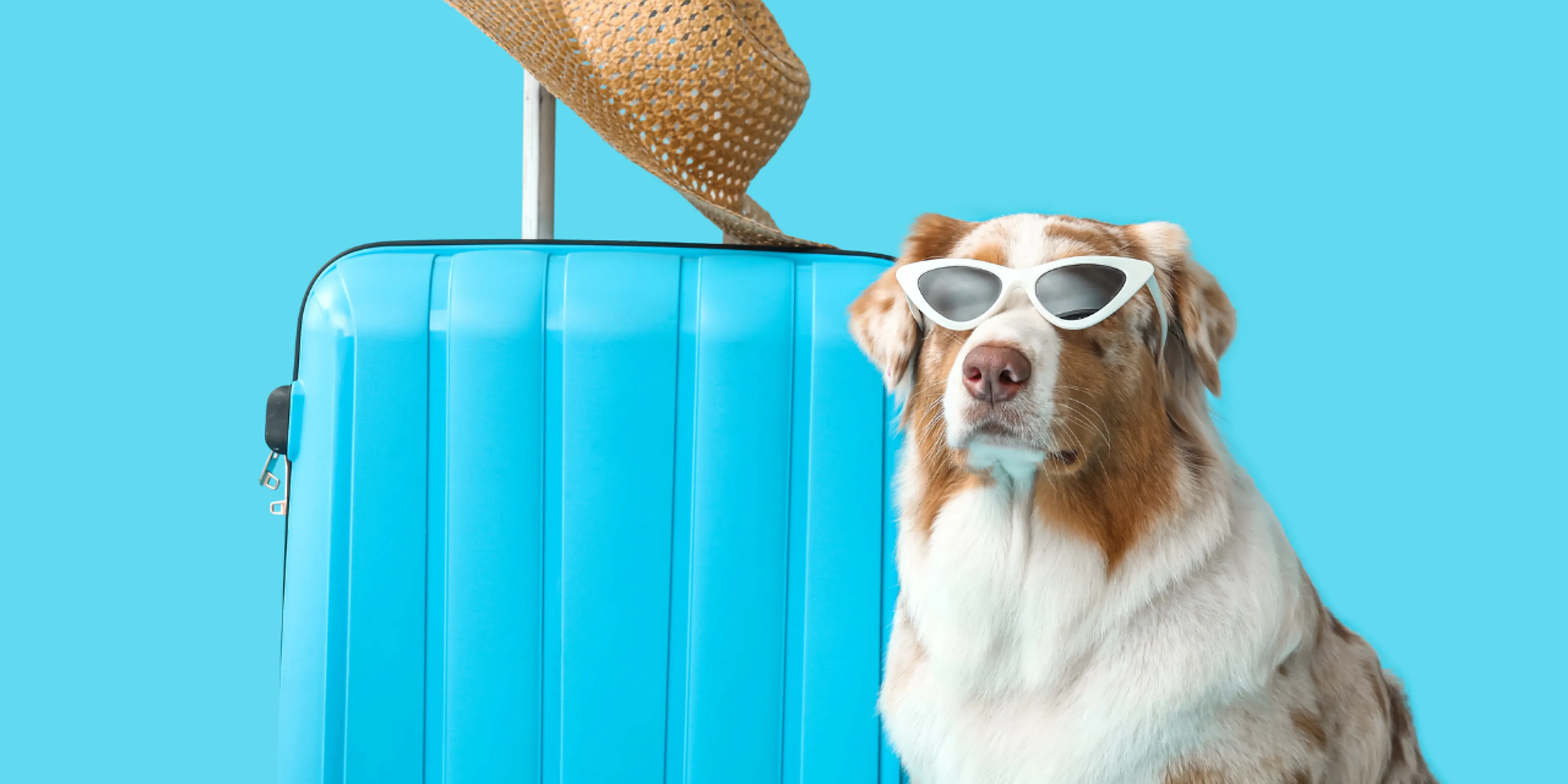 Consejos para salir con mi perro en carretera