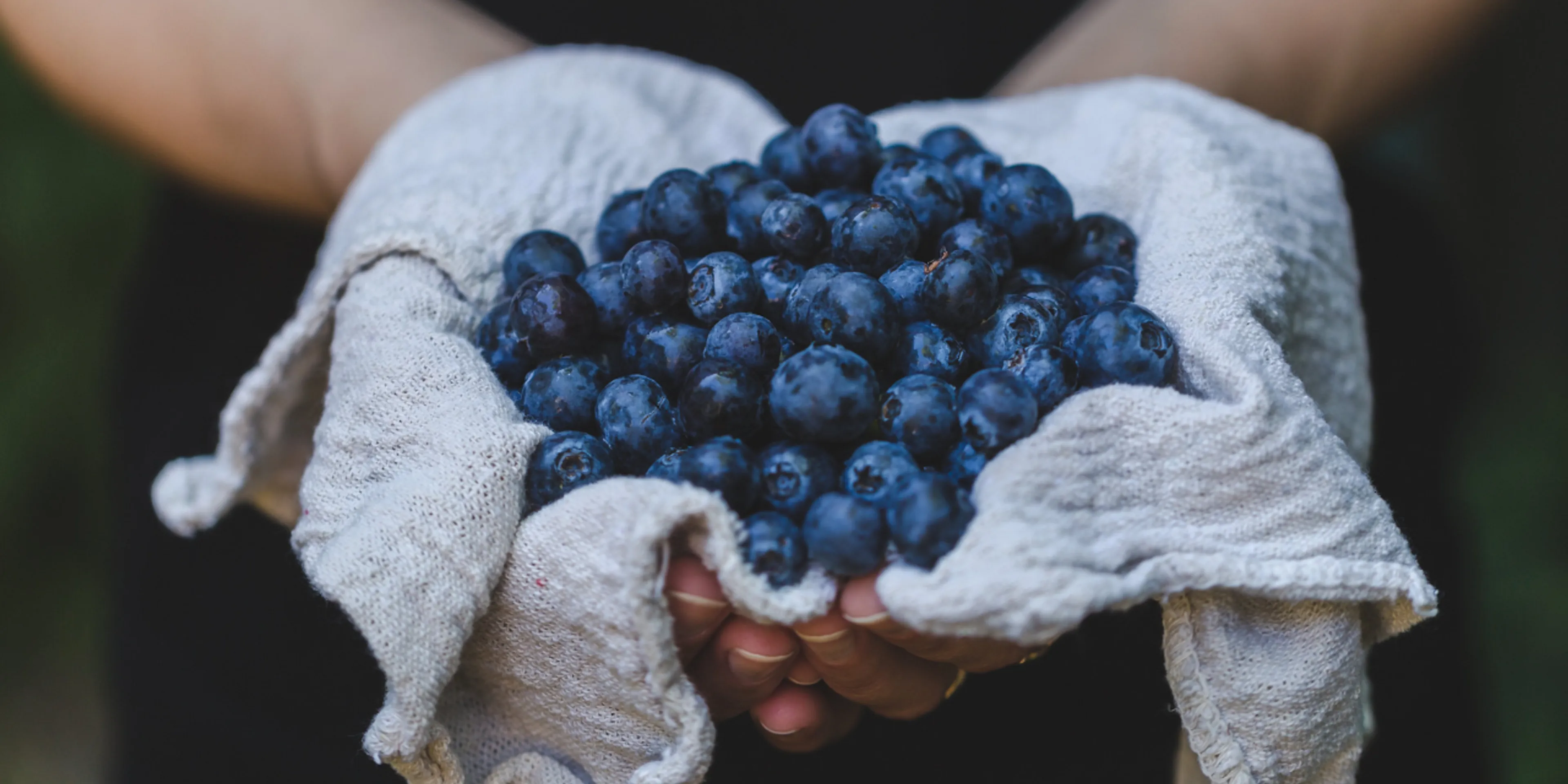 Hands holding blueberries