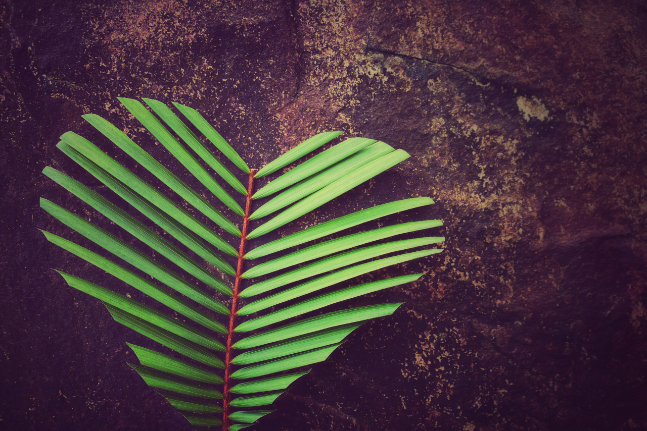 5 datos curiosos sobre la cuaresma que pocos conocen