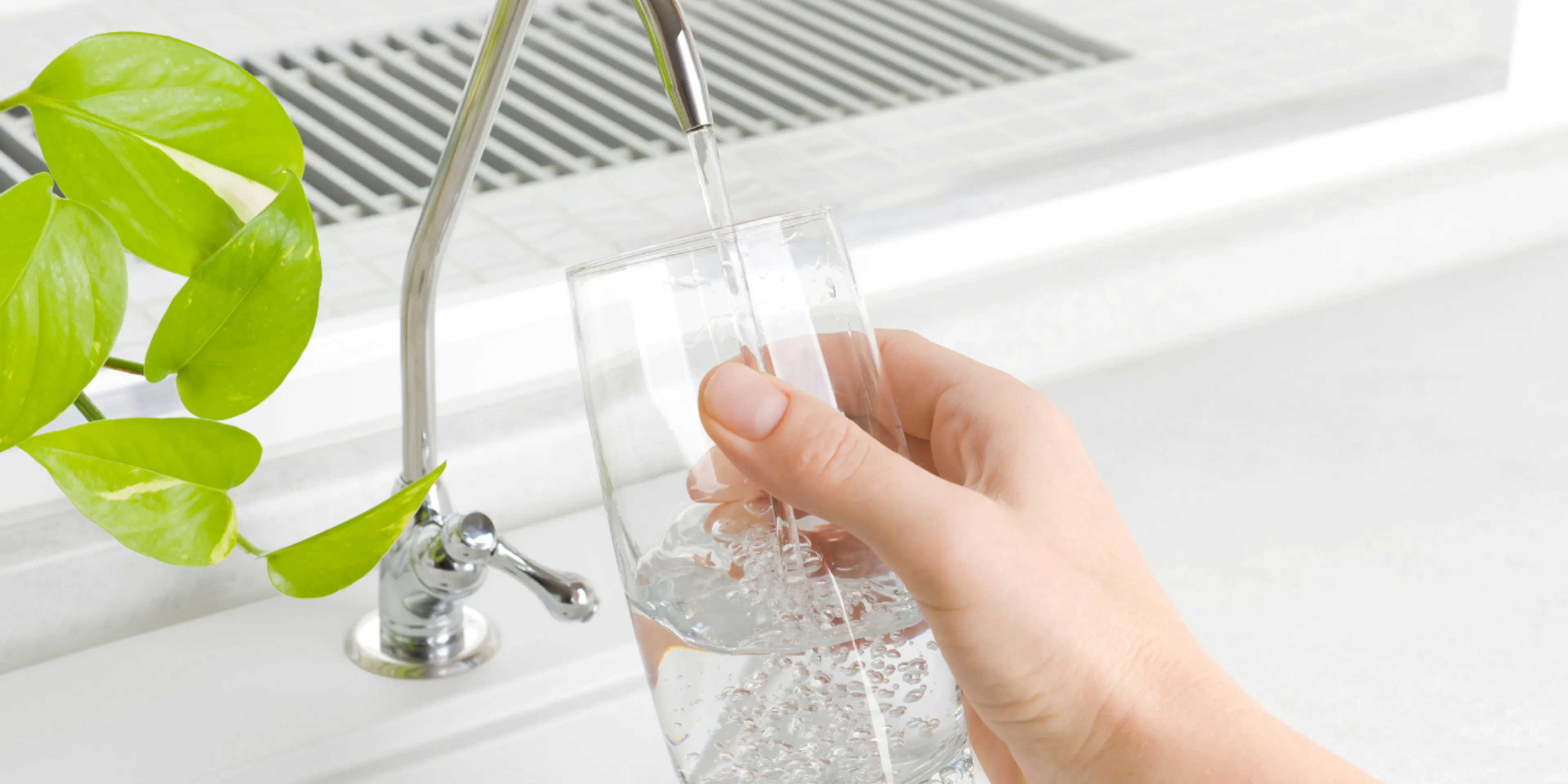 Beneficios de Bebbia en casa