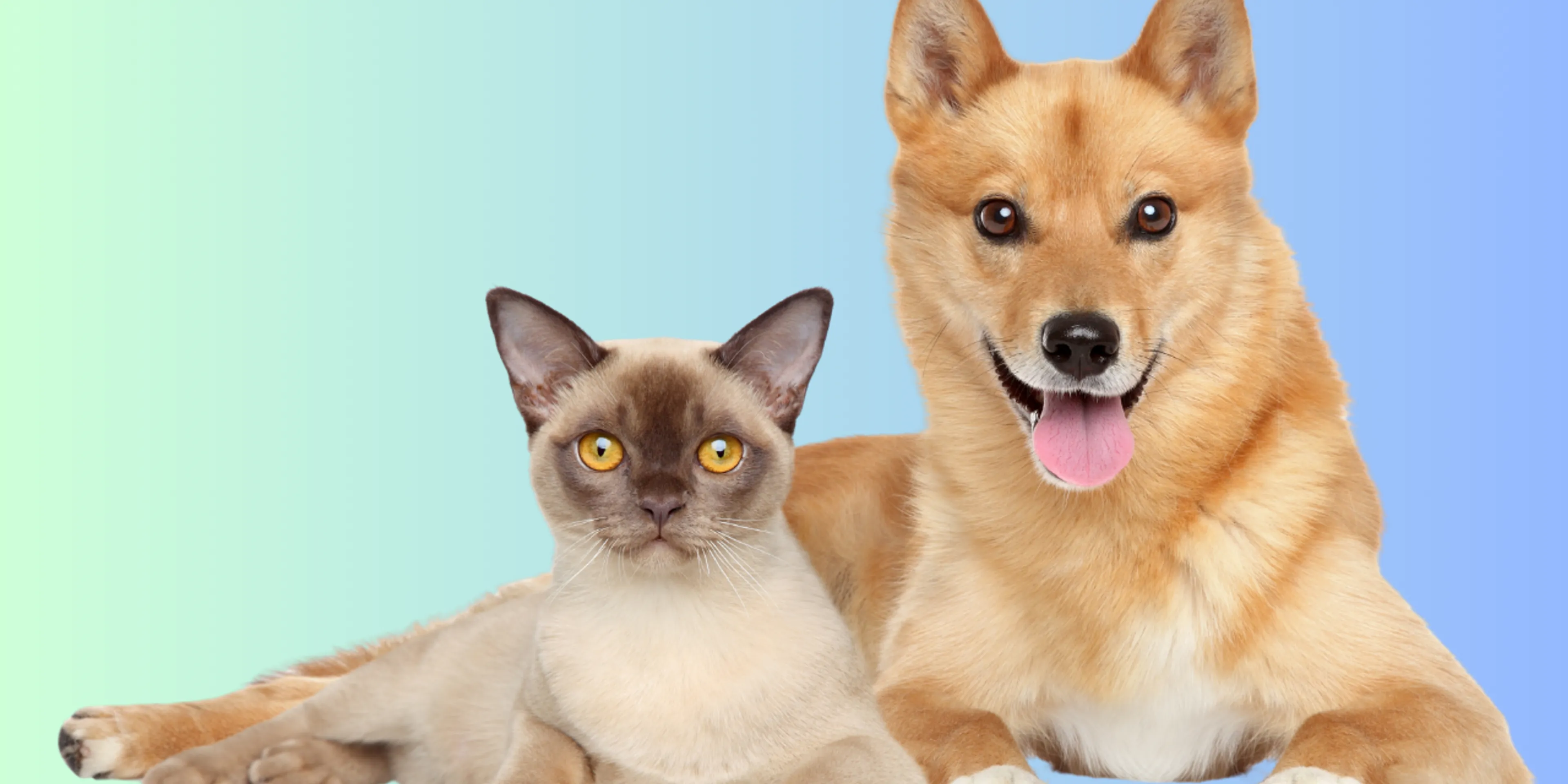 Por qué los gatos viven más que los perros