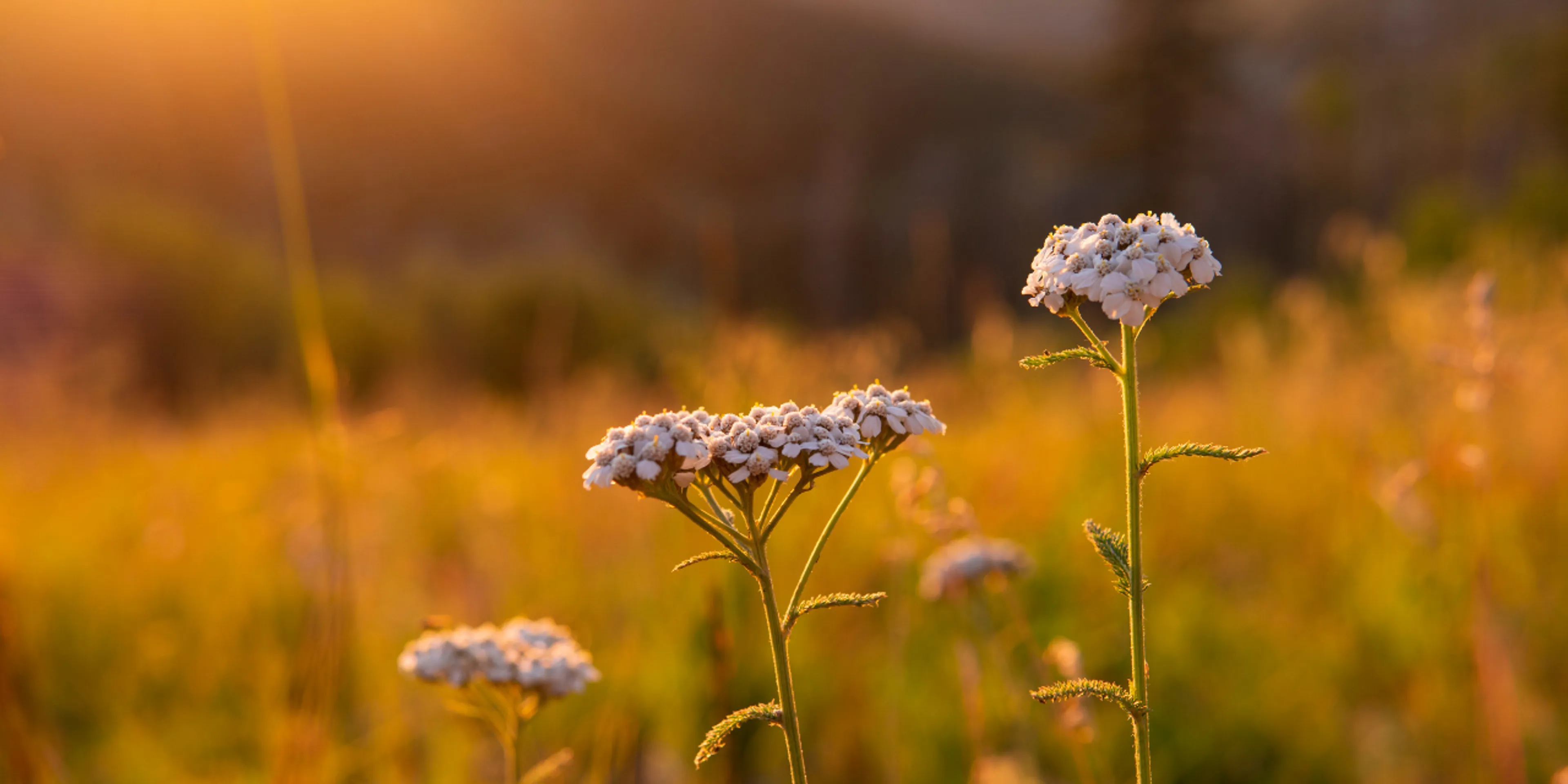 Flores en atardecer