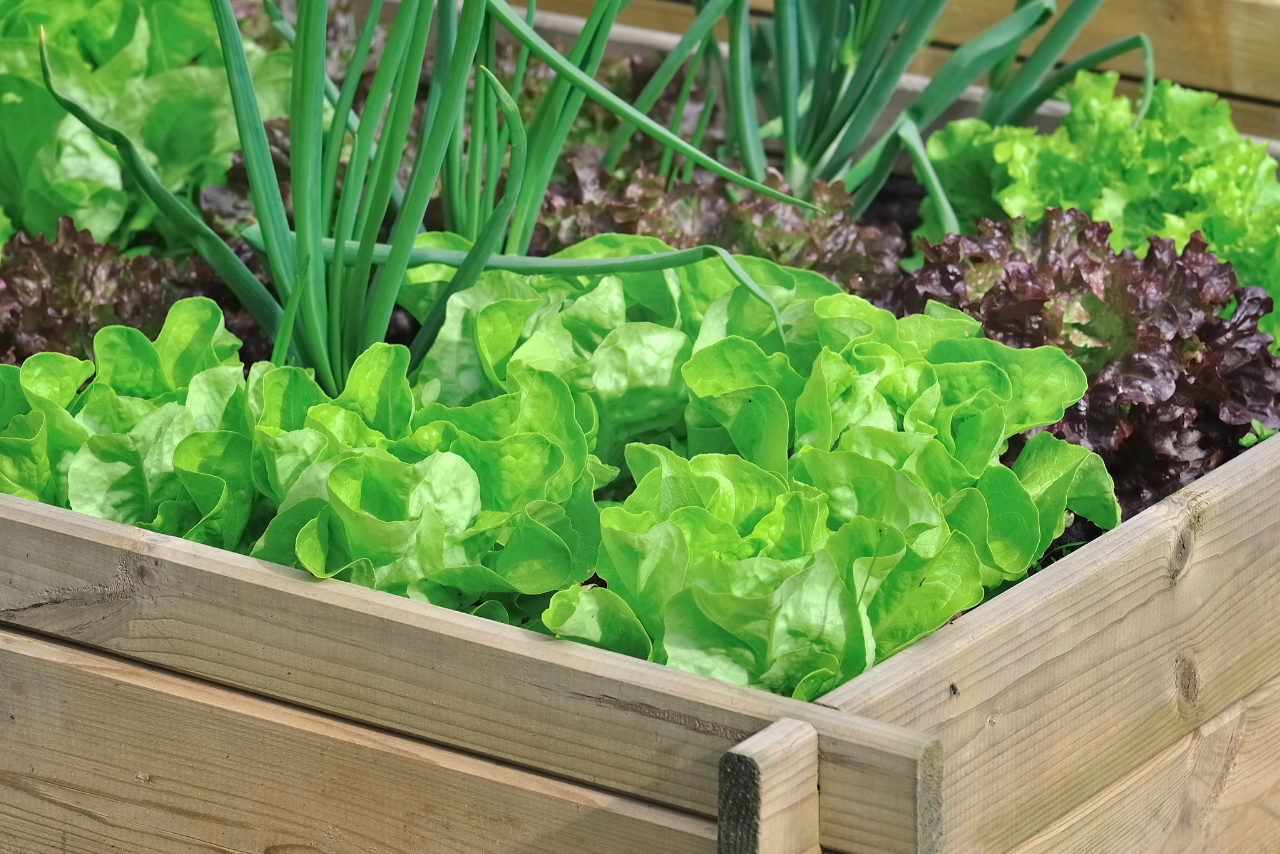 Tu primer huerto en casa