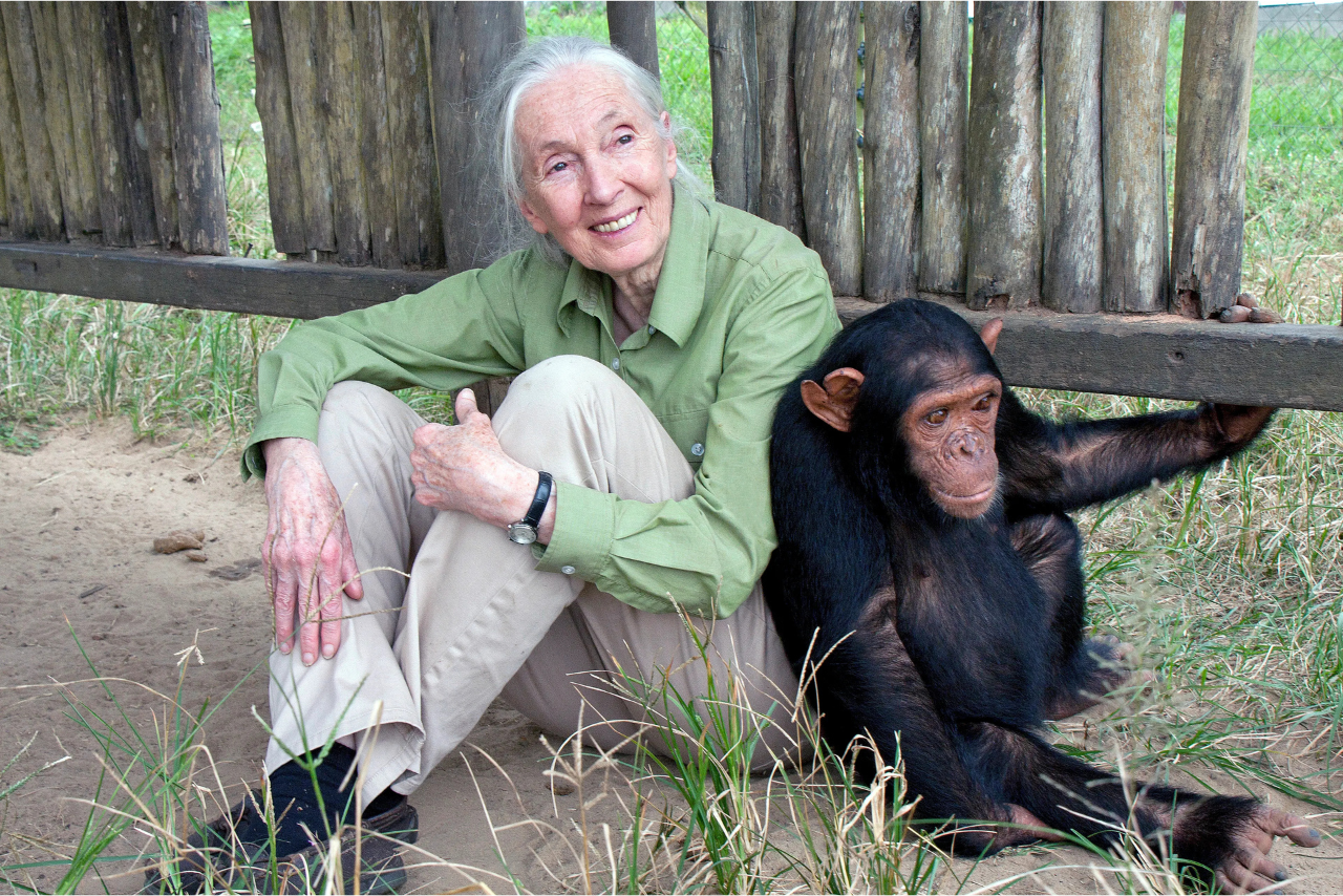 Adiós a Jane Goodall, la mujer que dedicó su vida a escuchar a la naturaleza