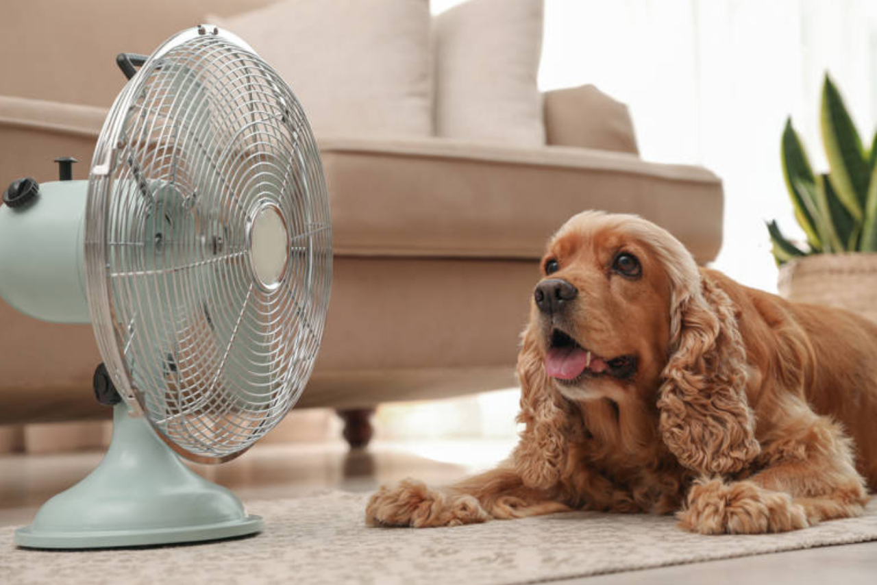 Cómo evitar que sus patas se quemen con el asfalto