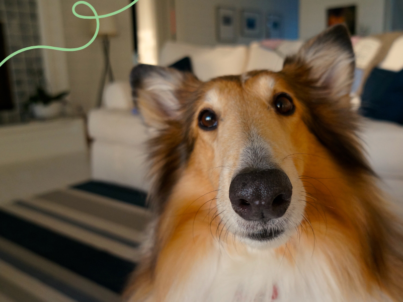 Cómo Dejar Solo a Tu Perro en Casa: Consejos y Estrategias Efectivas