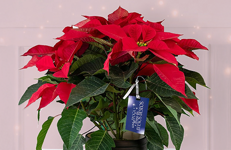 carousel enviaflores 2