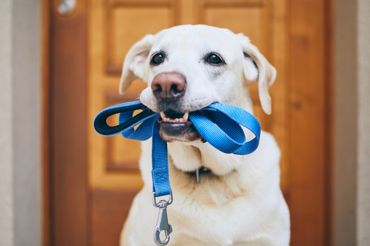 Pasear al perro reduce el riesgo de caídas en adultos mayores de 50 años