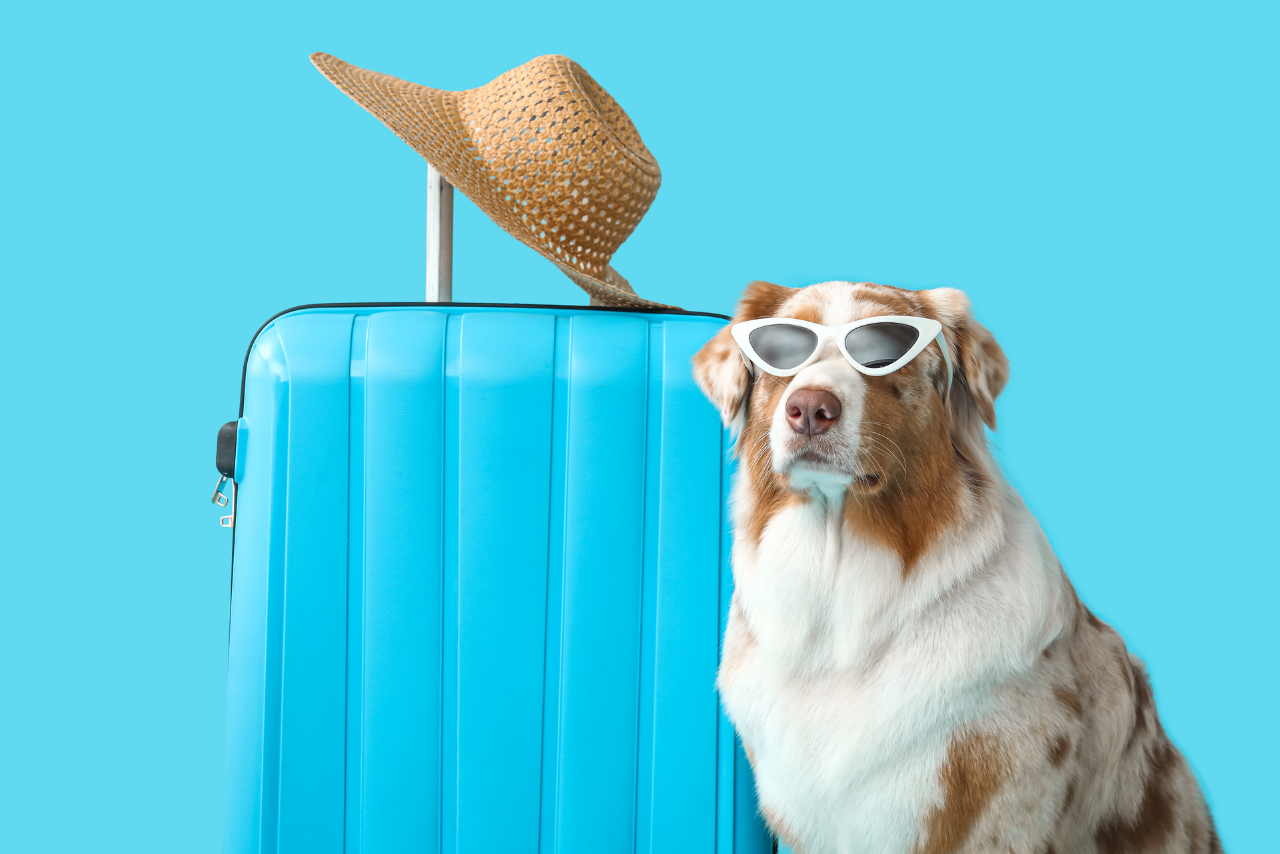 Consejos para salir con mi perro en carretera