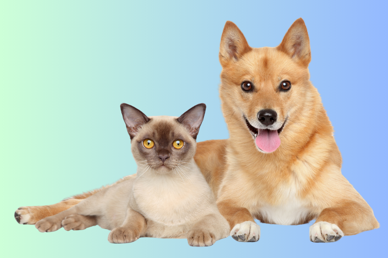 Por qué los gatos viven más que los perros