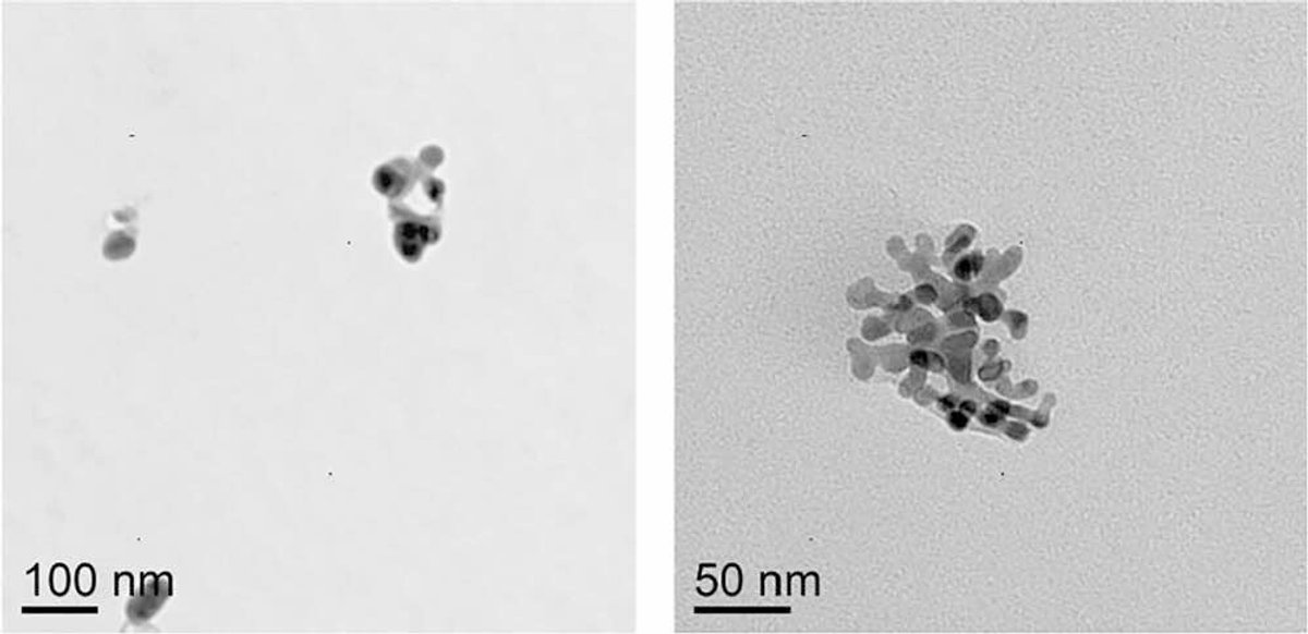 EVQ-218 exposed to AgNO₃ shows altered morphology and finalization.