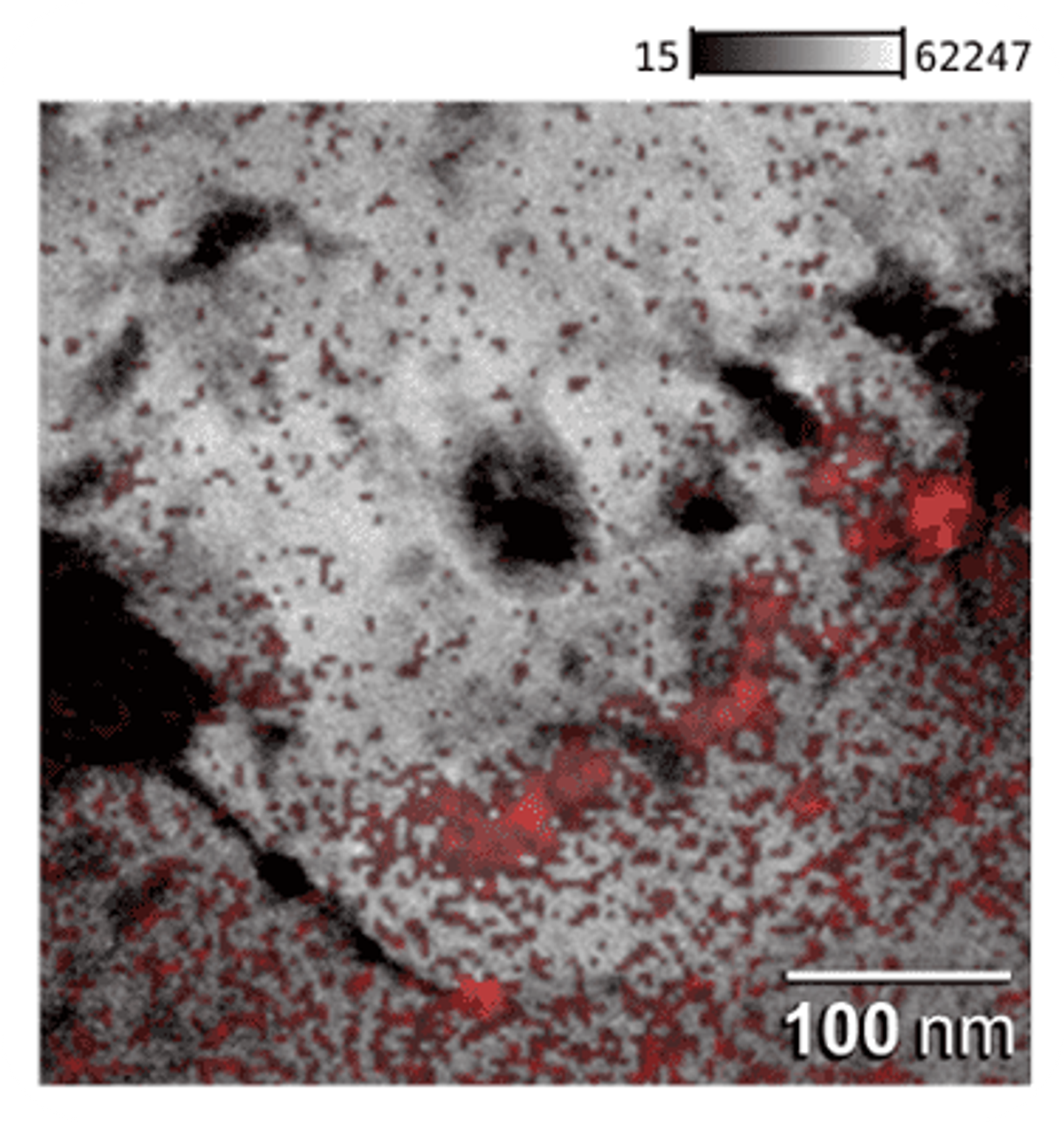 Gold EVQ-GA in Red Within the PAM of Lead-Acid Electro Cell.