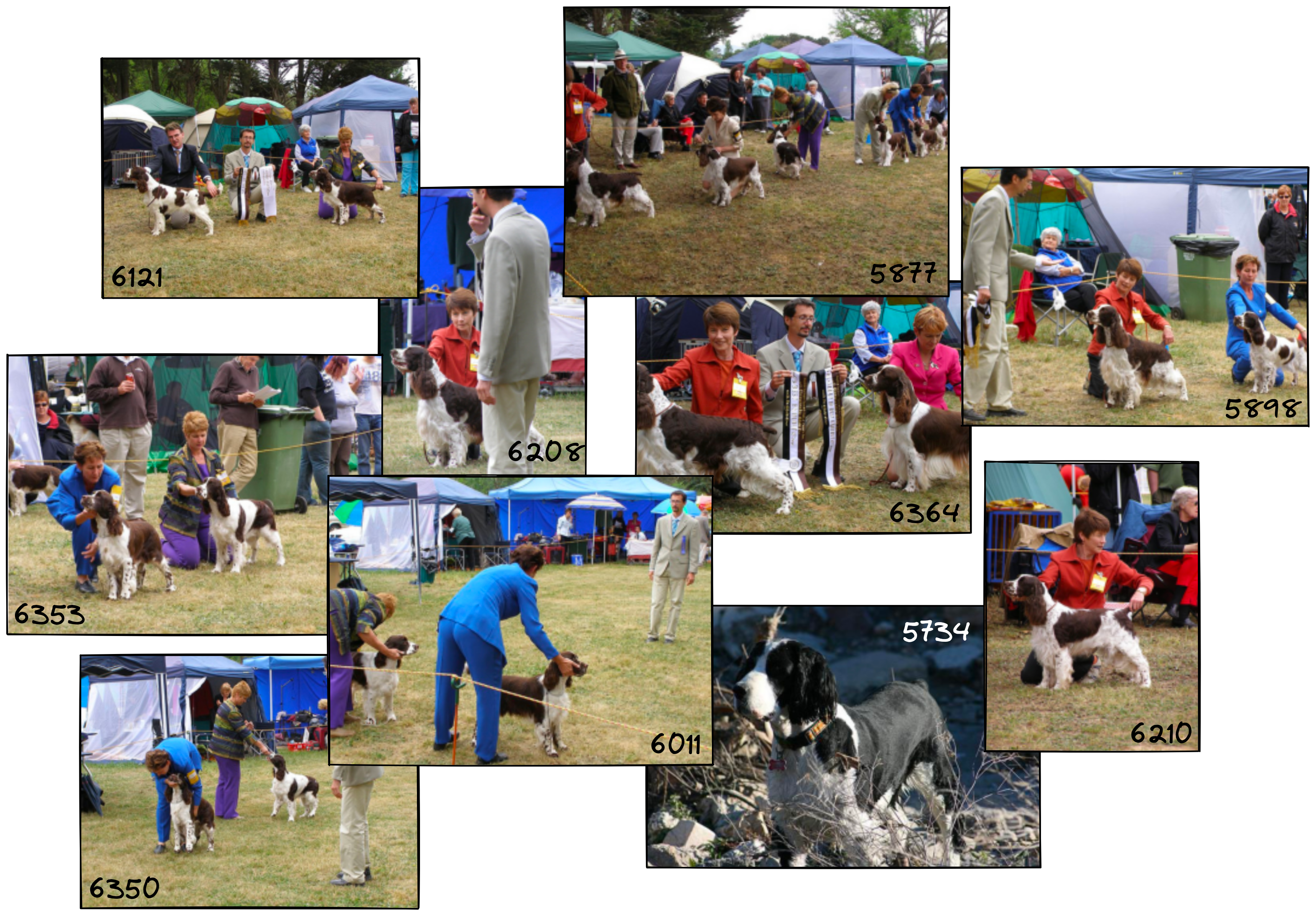 Dog show results
