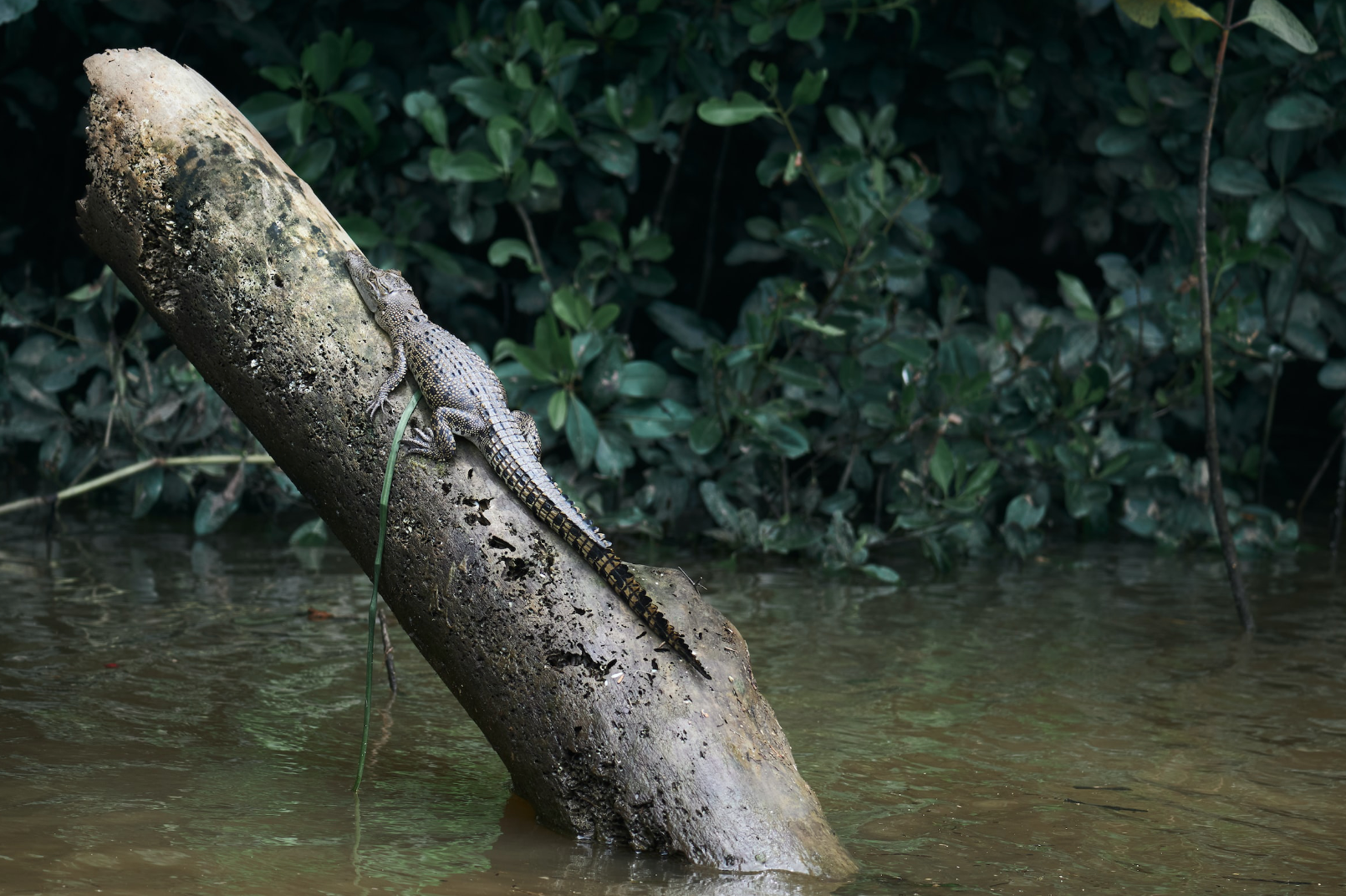 small crocodile on a log