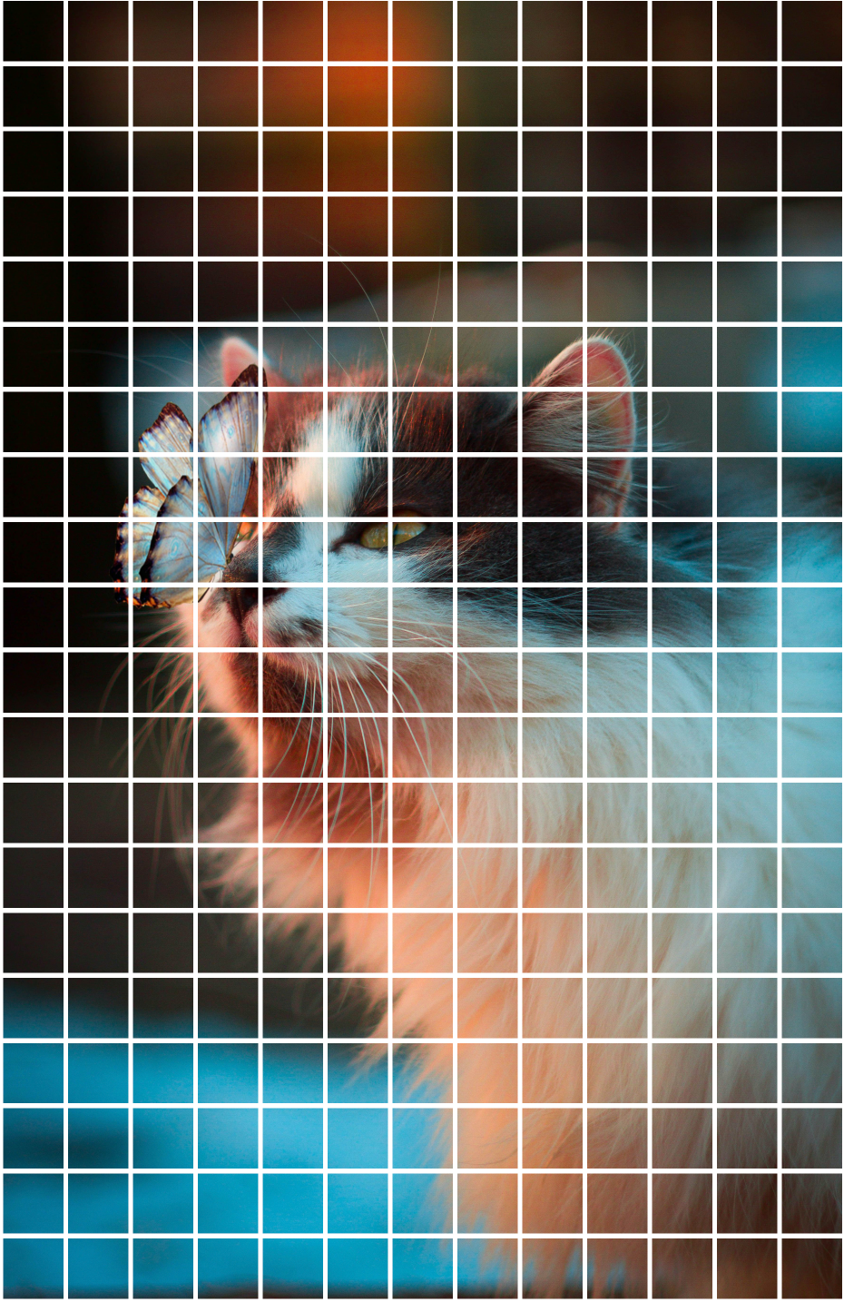Cat image split into small 256x256 pixel patches.