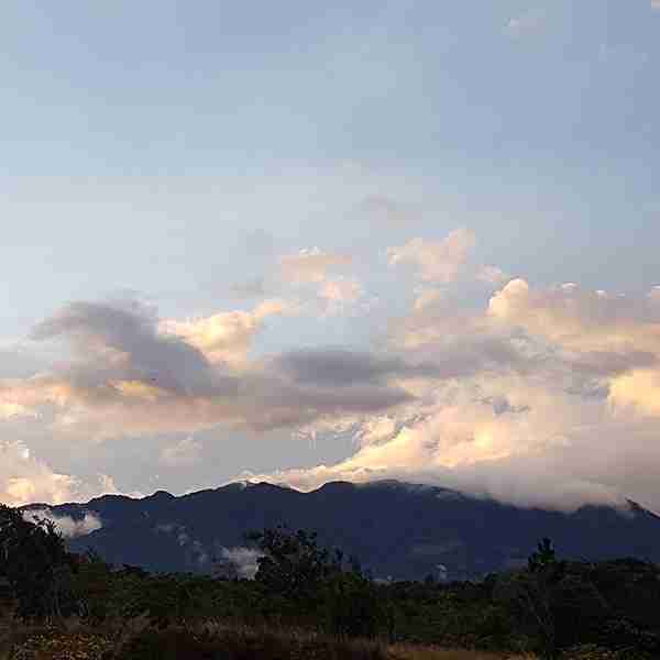 View of coffee farm and mountains with sky