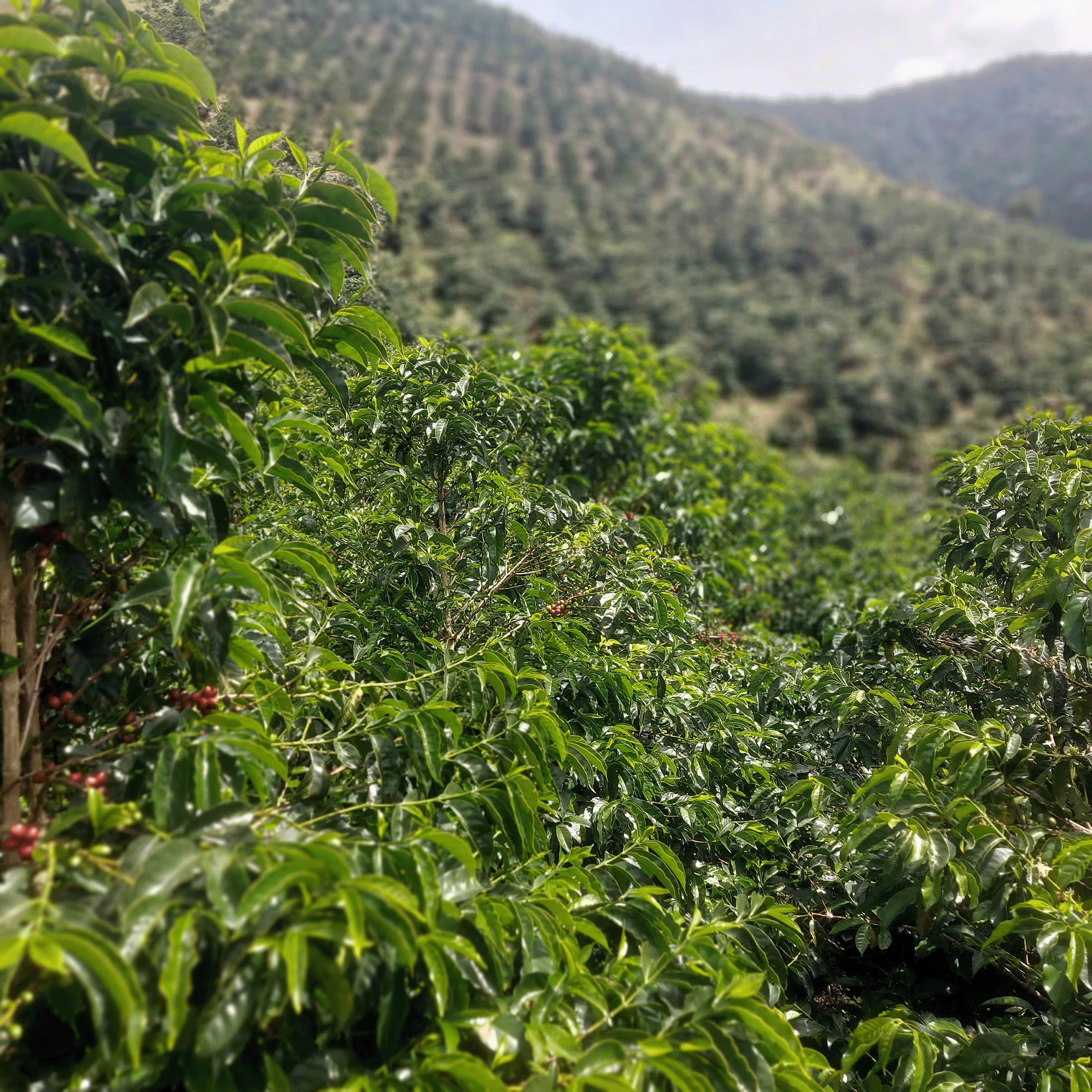 Colombia La Reserva Geisha fields of coffee trees
