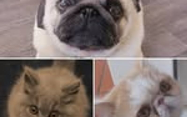 ce sont des chiens et chats 
