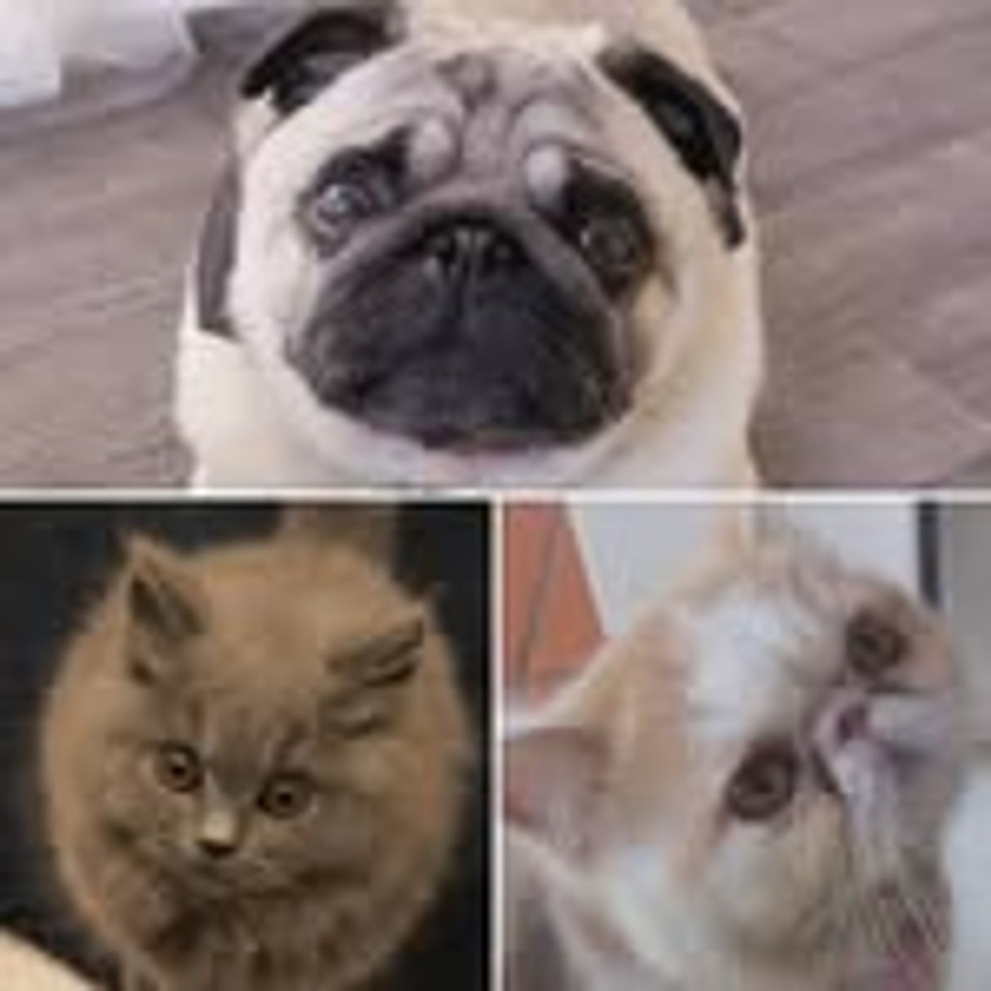 ce sont des chiens et chats 