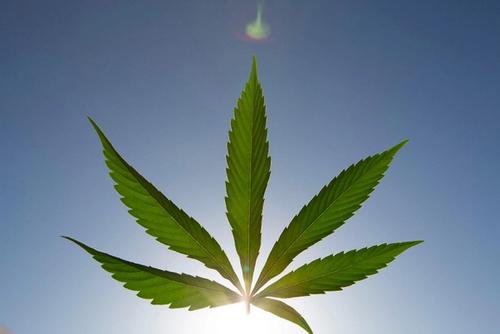 marijuana leaf in sky