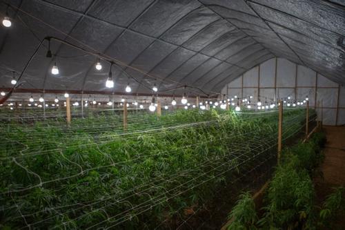 marijuana greenhouse at night