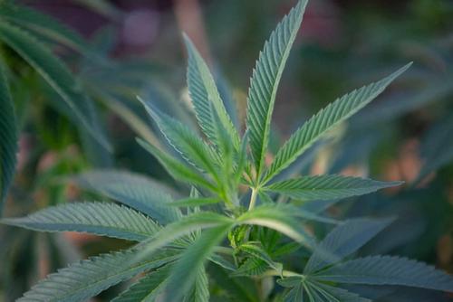 marijuana plant