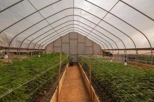 marijuana greenhouse