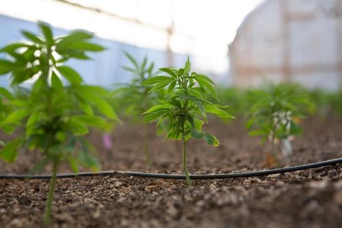 young marijuana plant